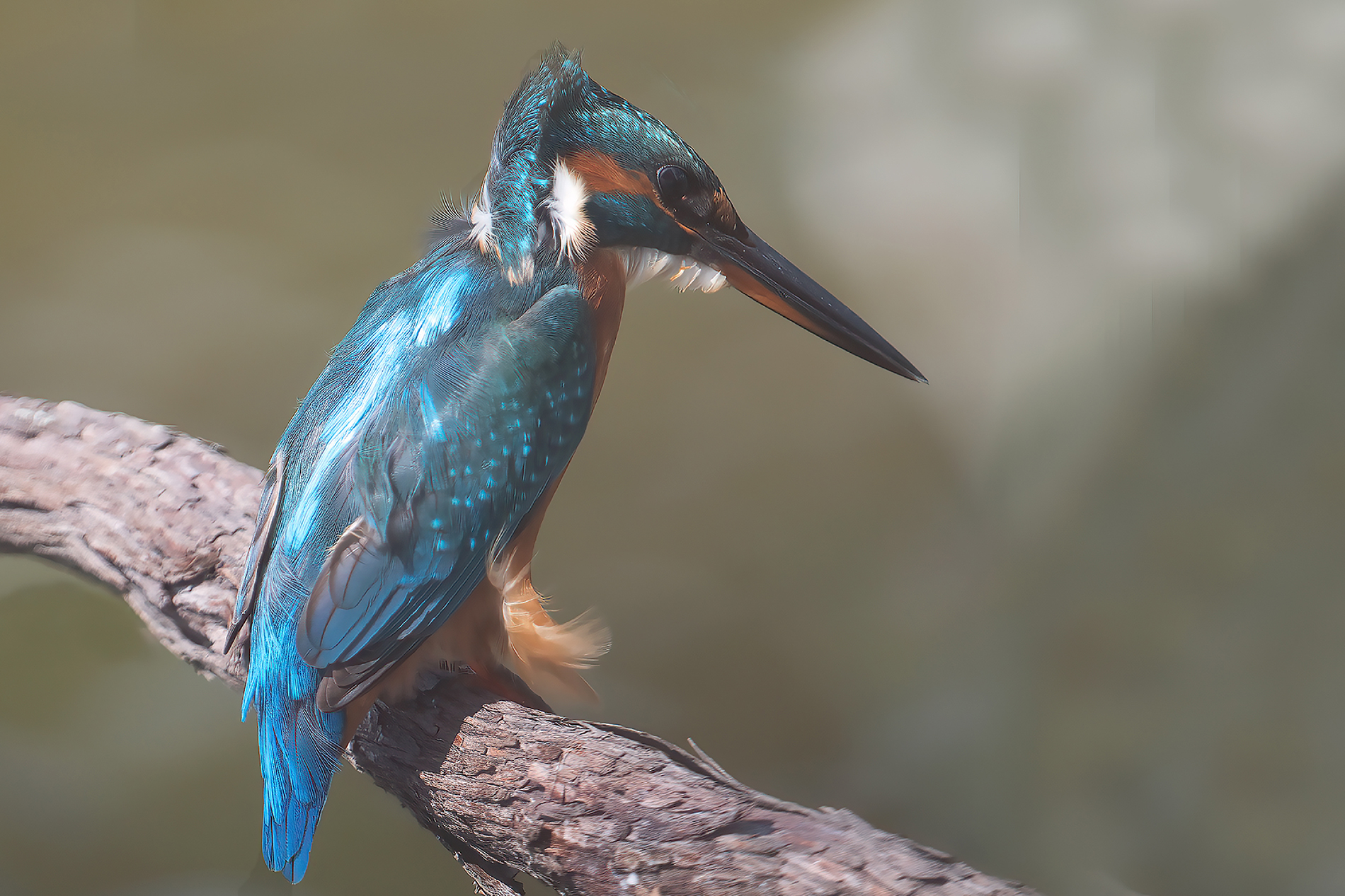 kingfisher