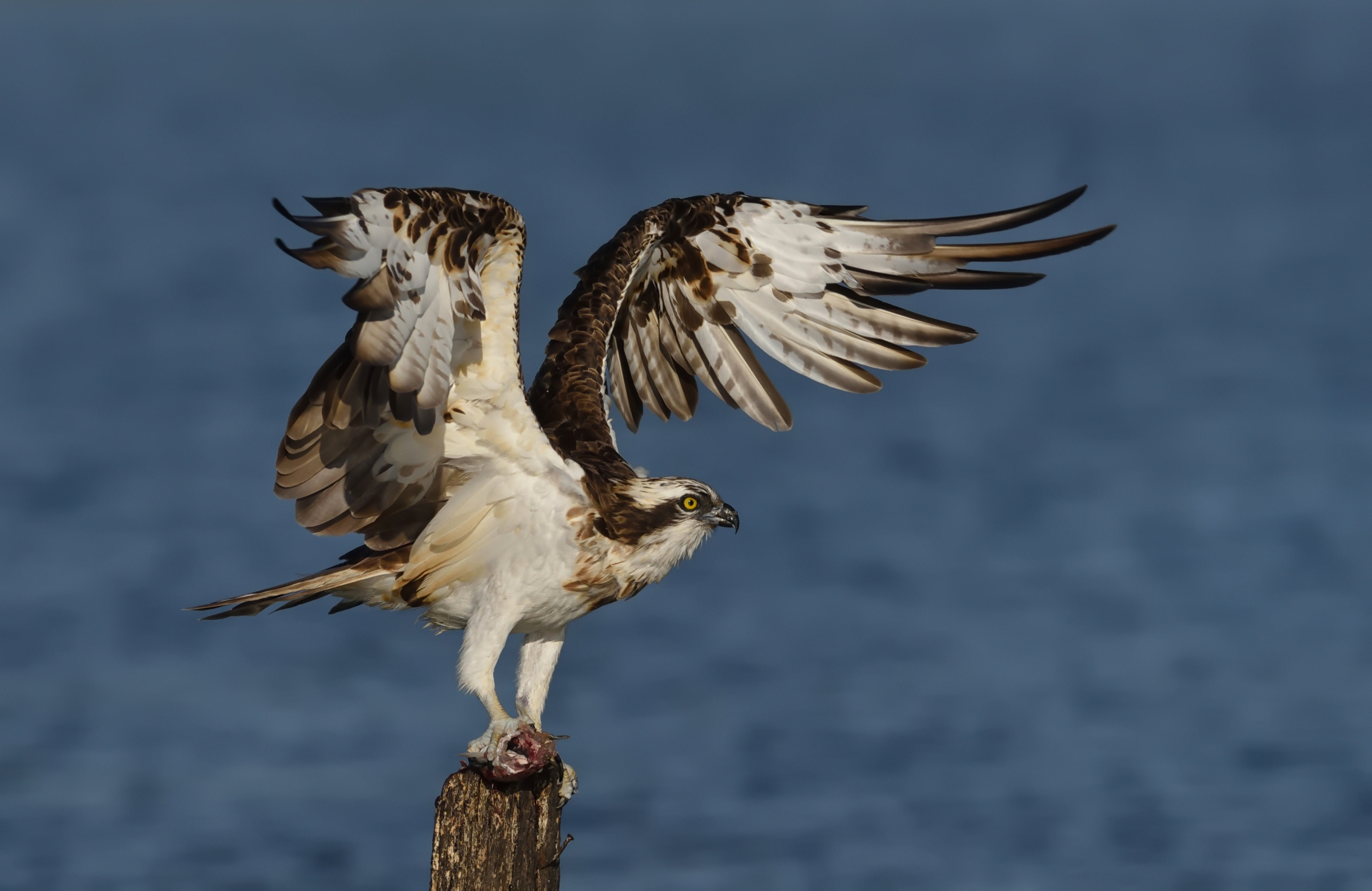 Osprey