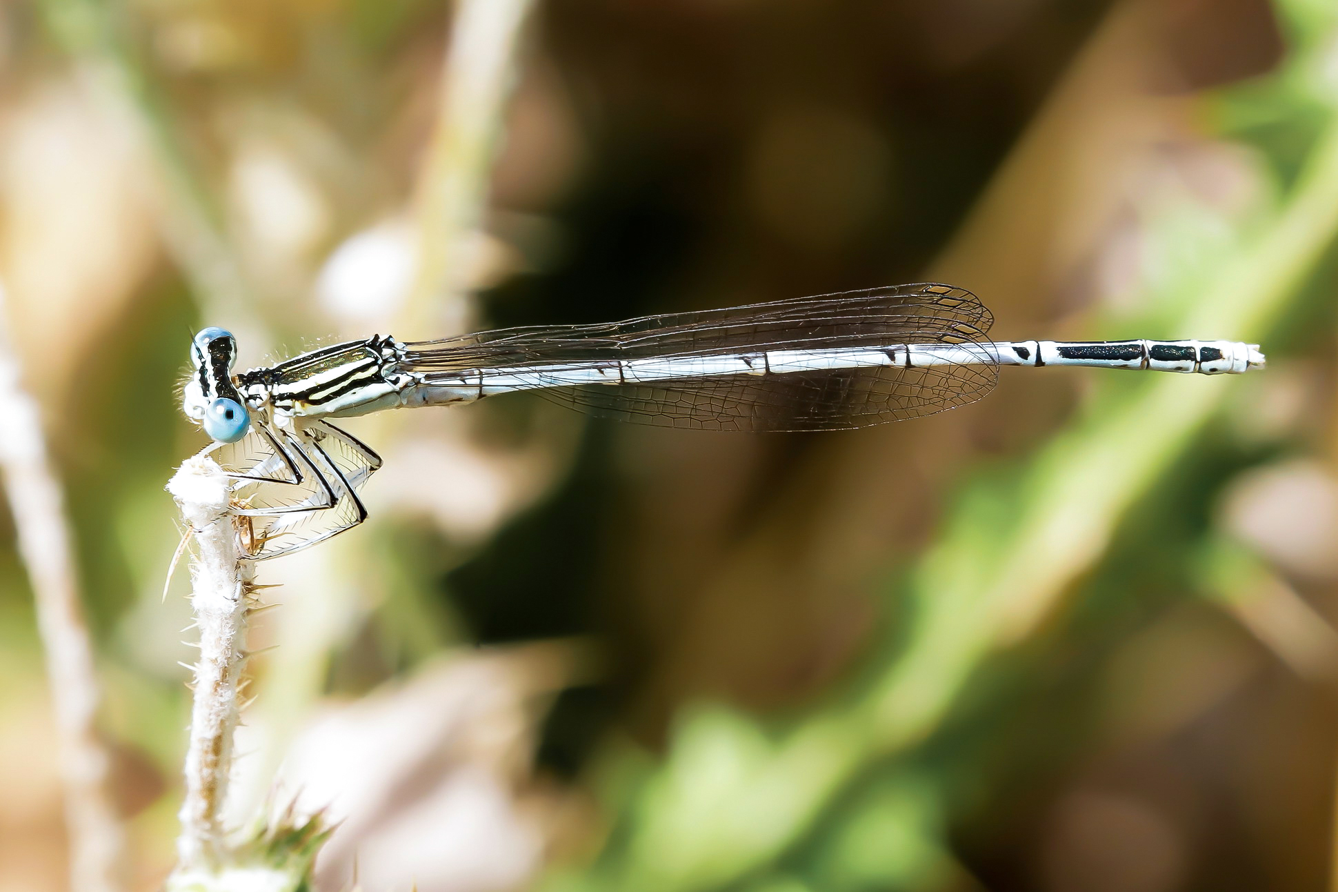 Platycnemis pennipes male