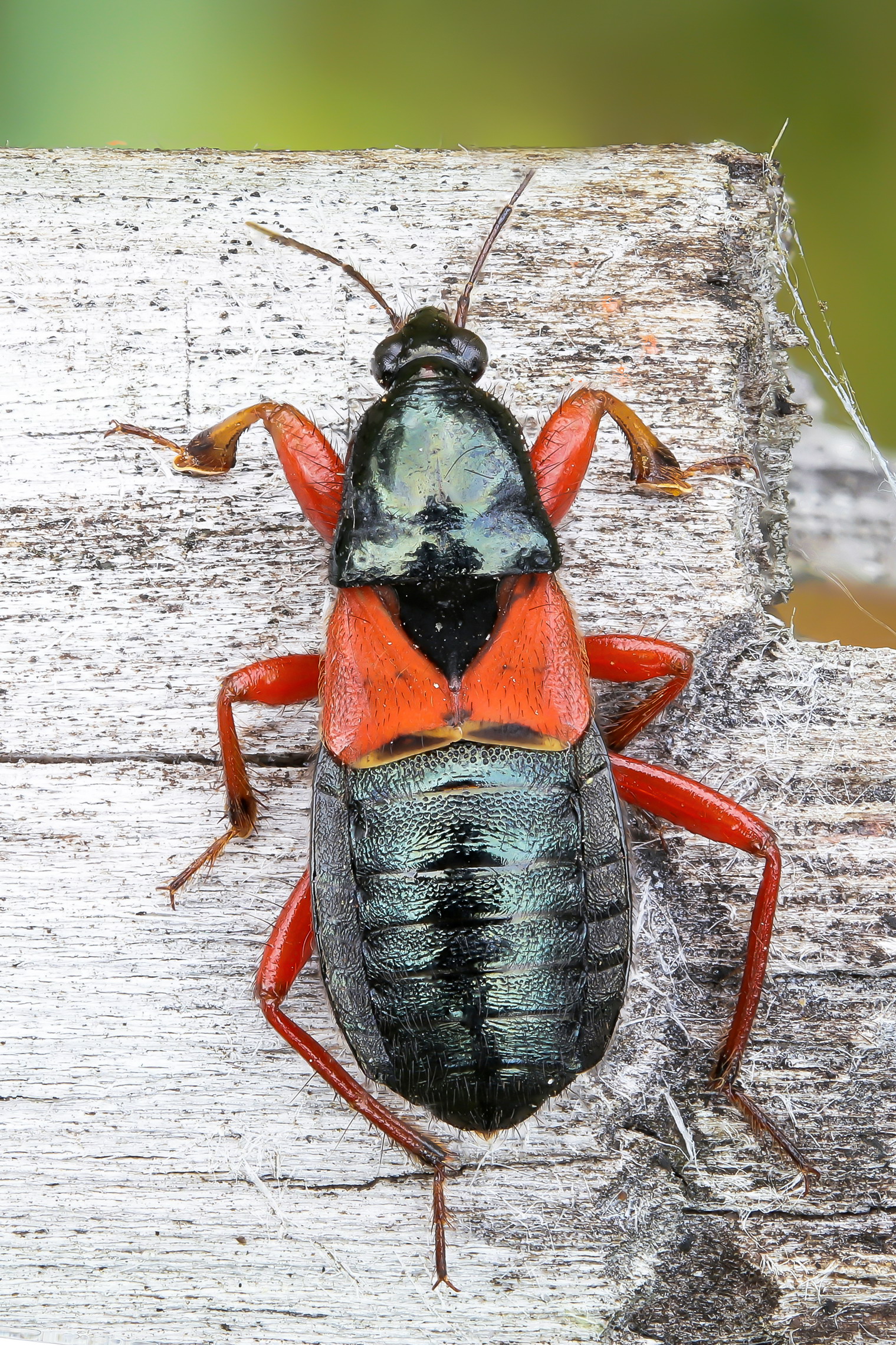 Nymph of Reduvidae sp.