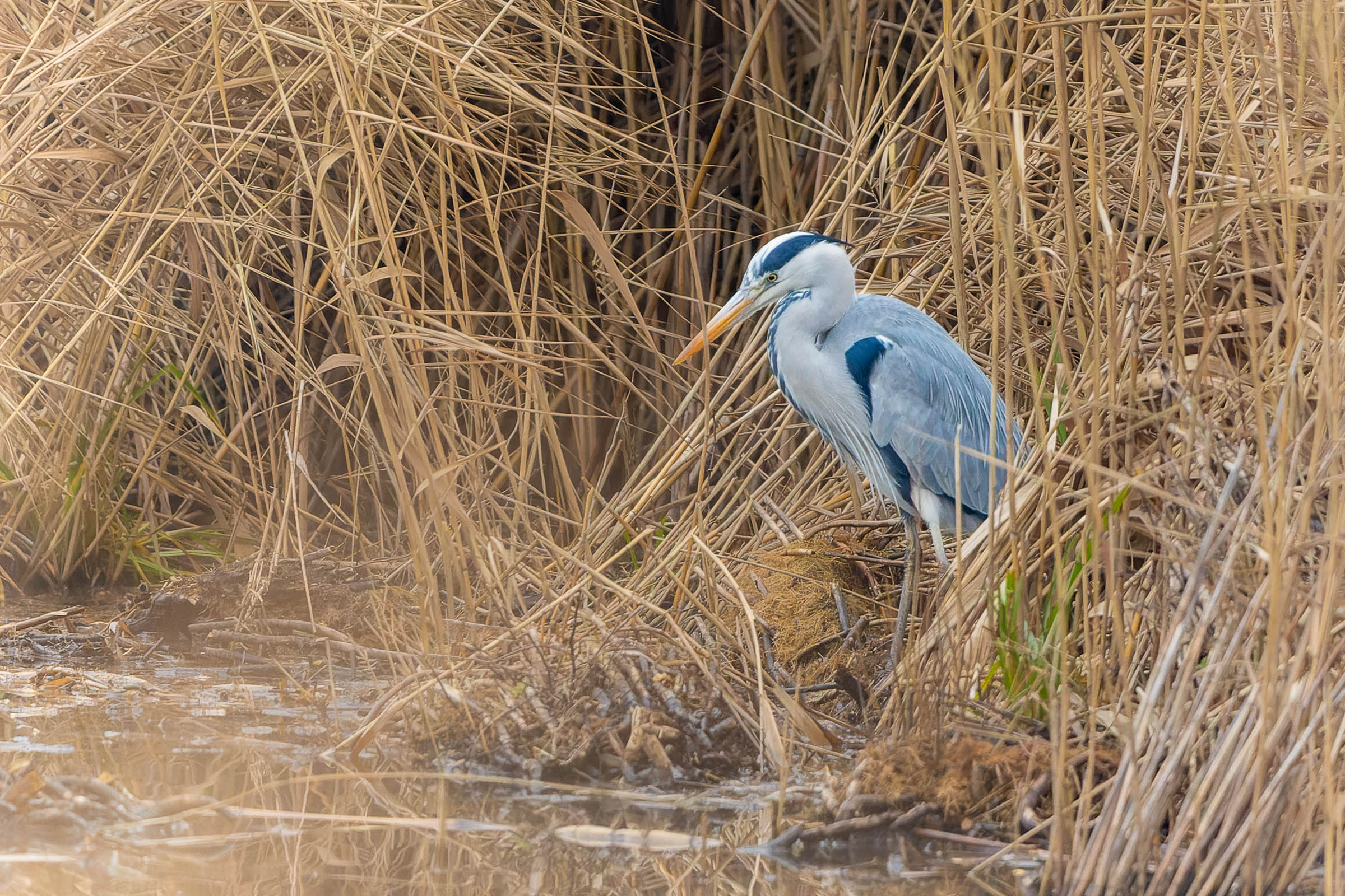 Grey heron