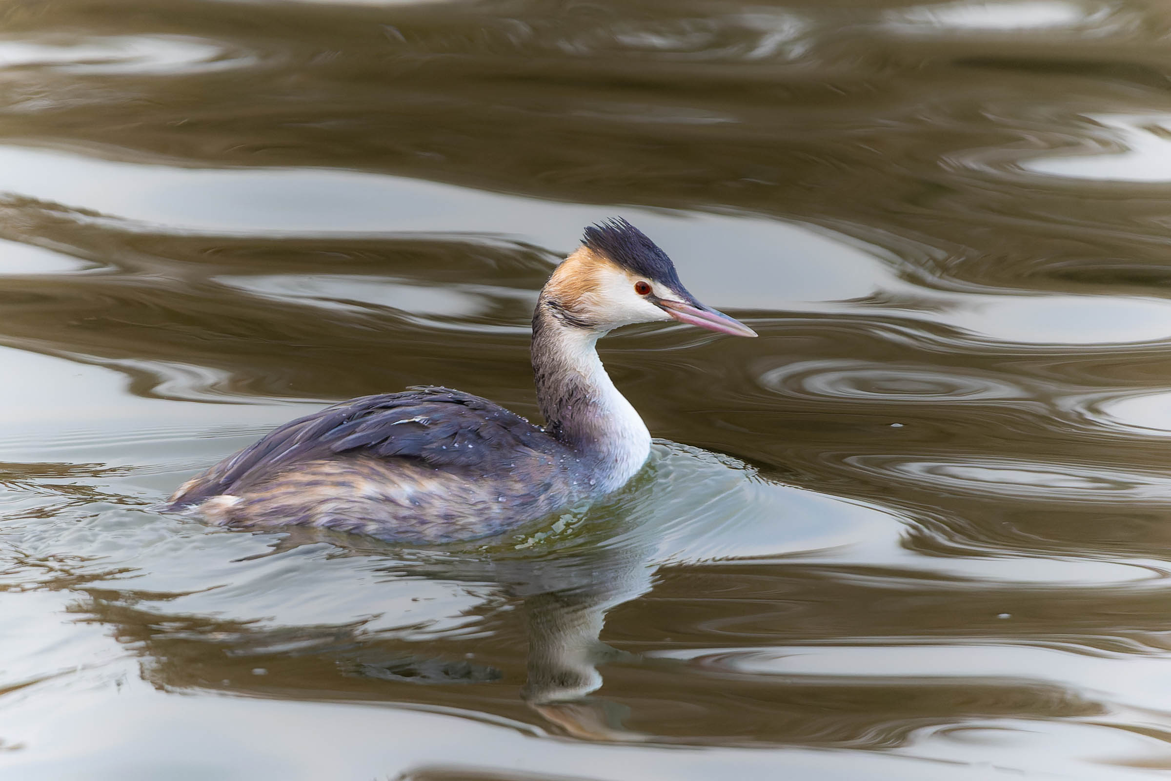 Grebe