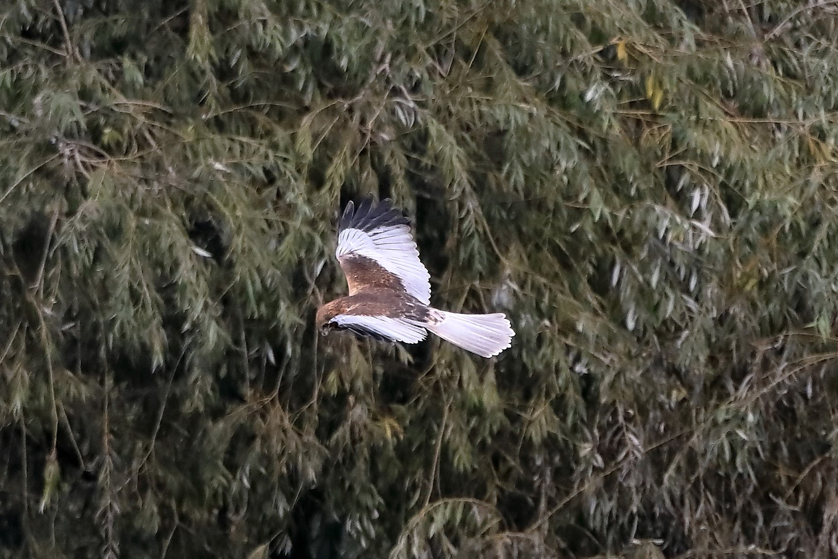 Falco di palude 12-10-2022