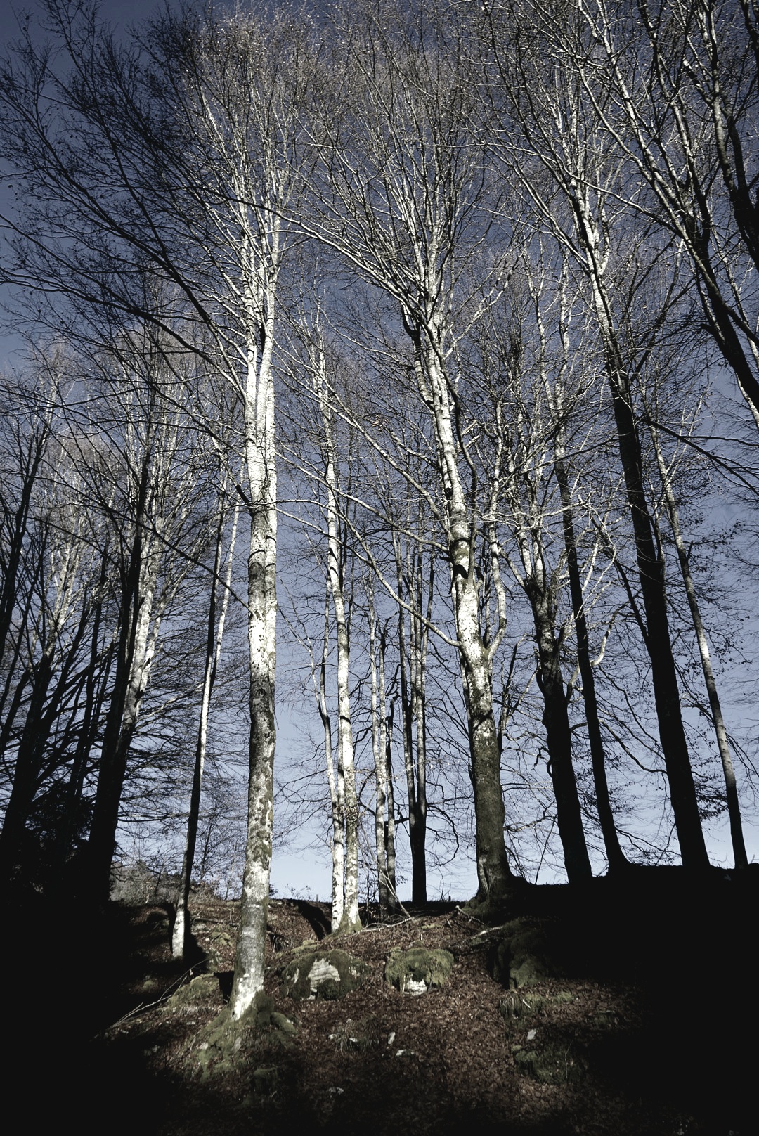 Shadows in the trees