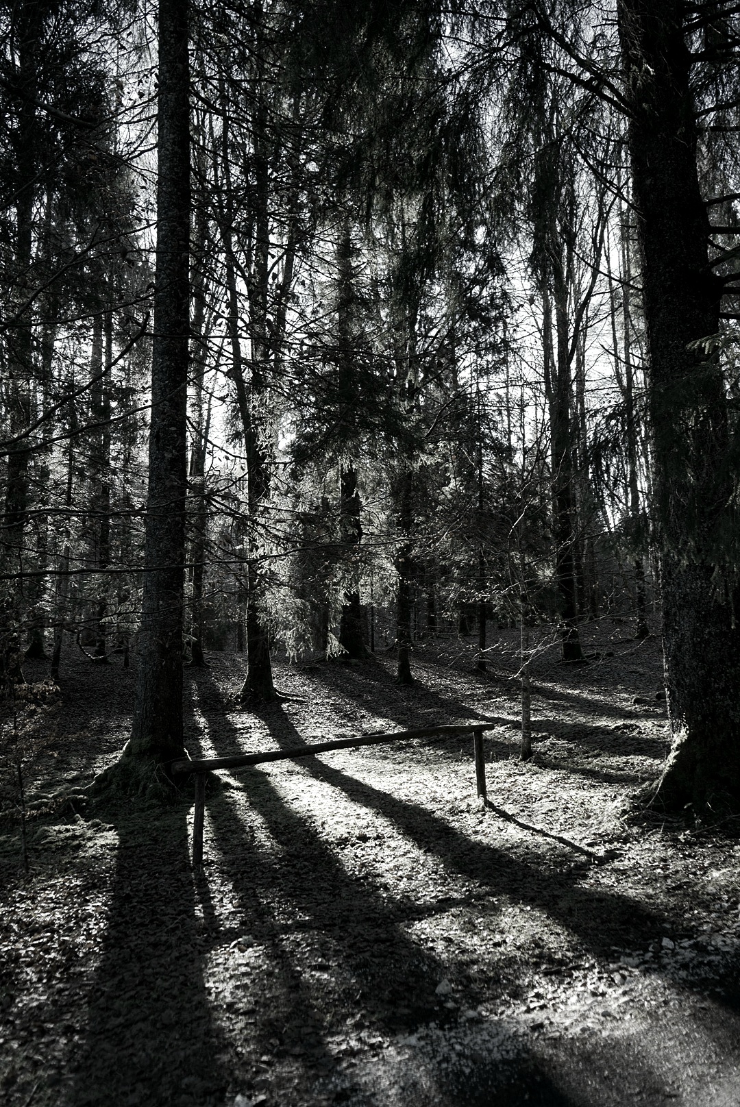 Shadows in the trees