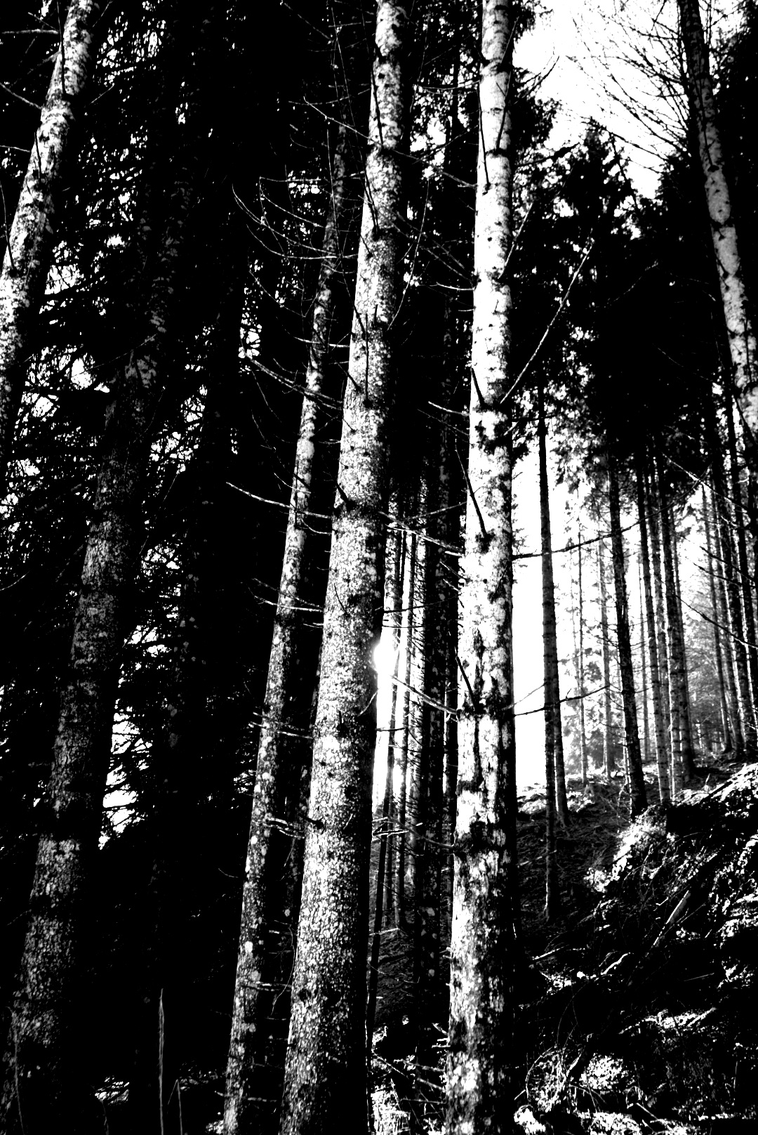 Shadows in the trees