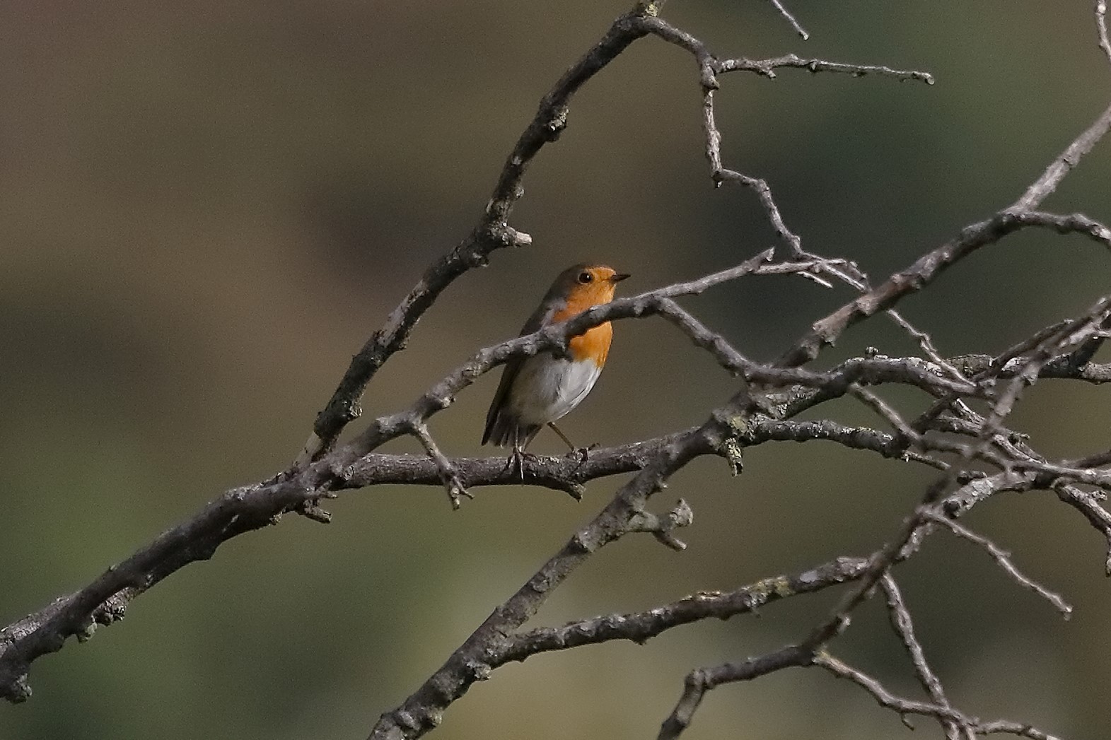 Pettirosso 28 ottobre 2022