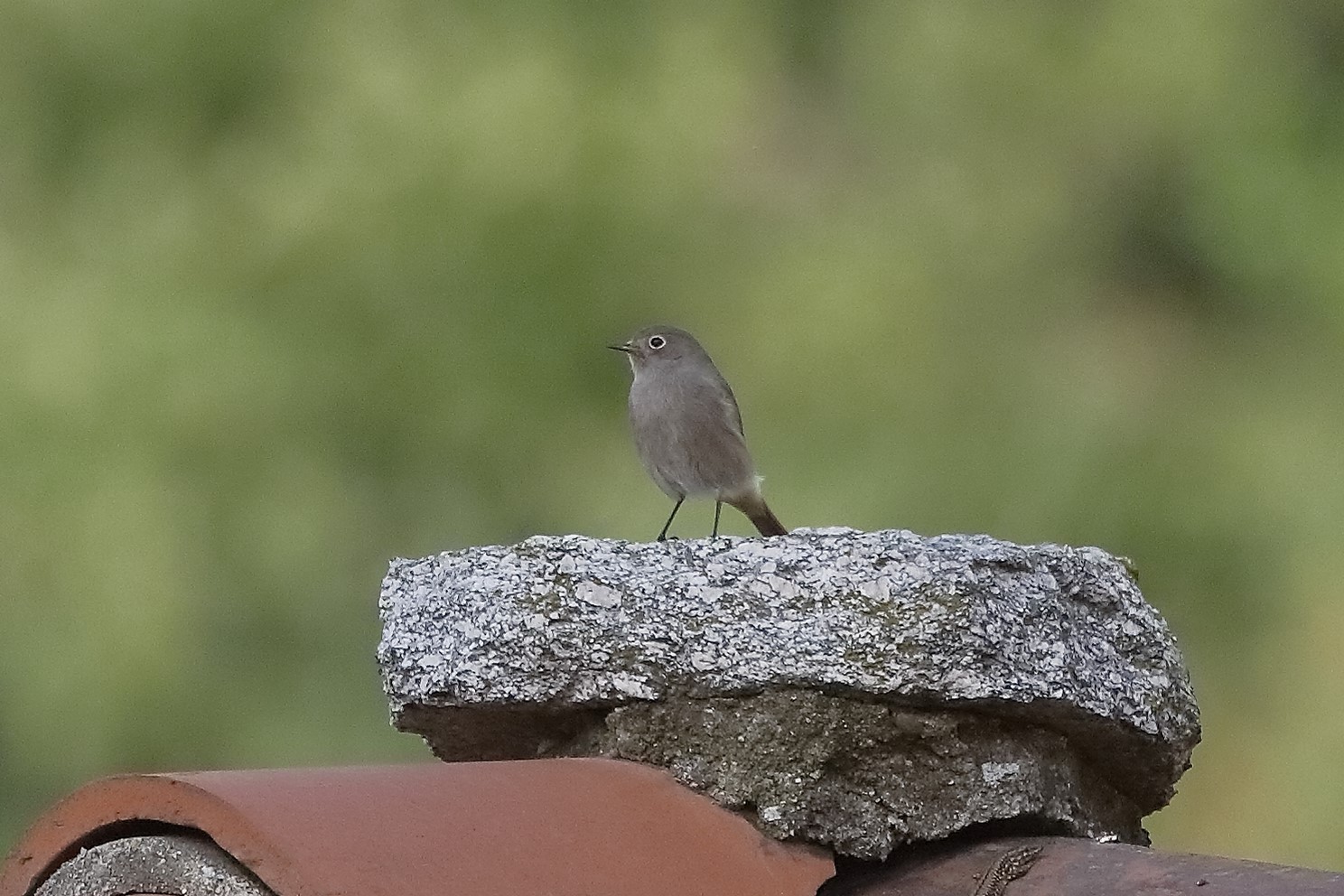 codirosso sp 28 ottobre 2022