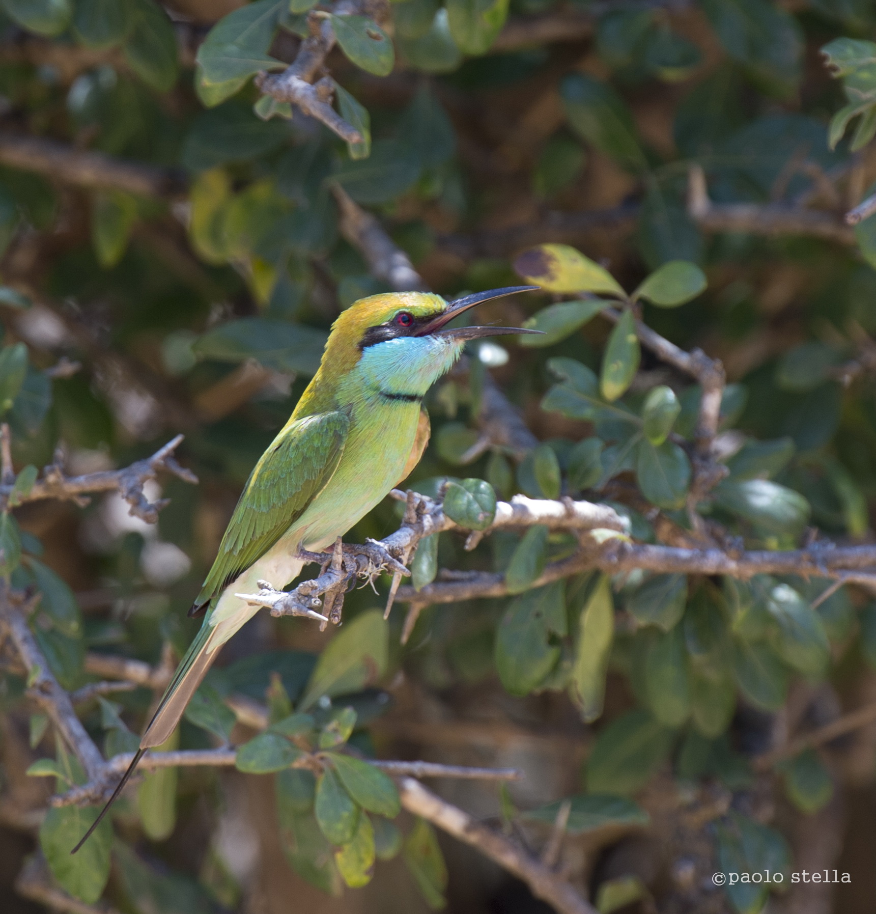Little Green Bee-eater