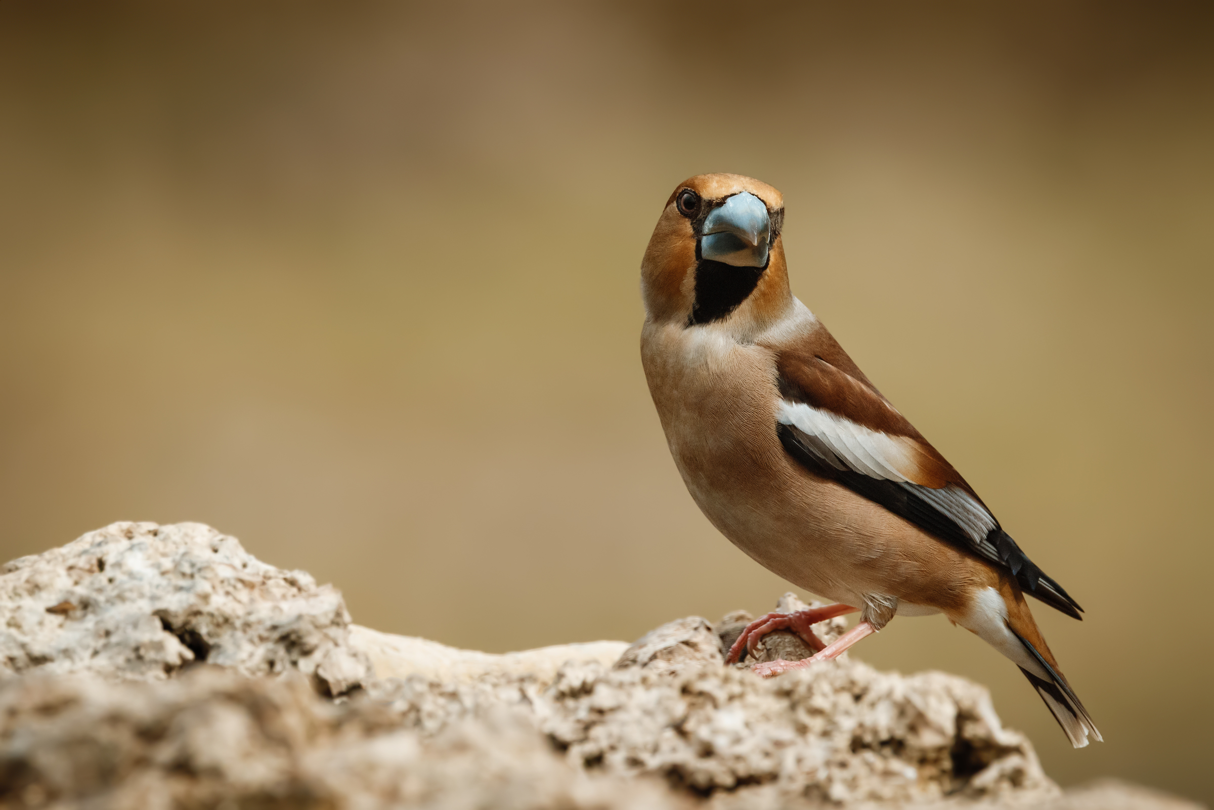 Hawfinch