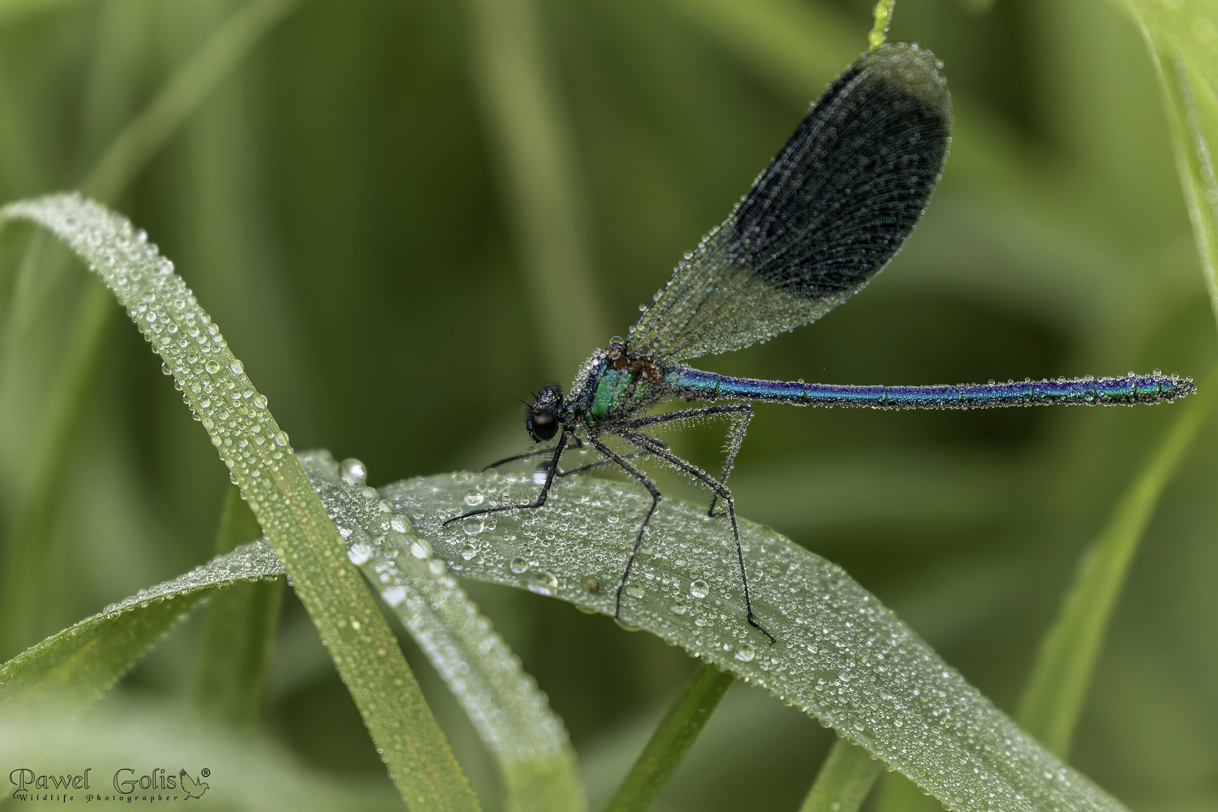 La demoiselle fasciata (Calopteryx splendens)