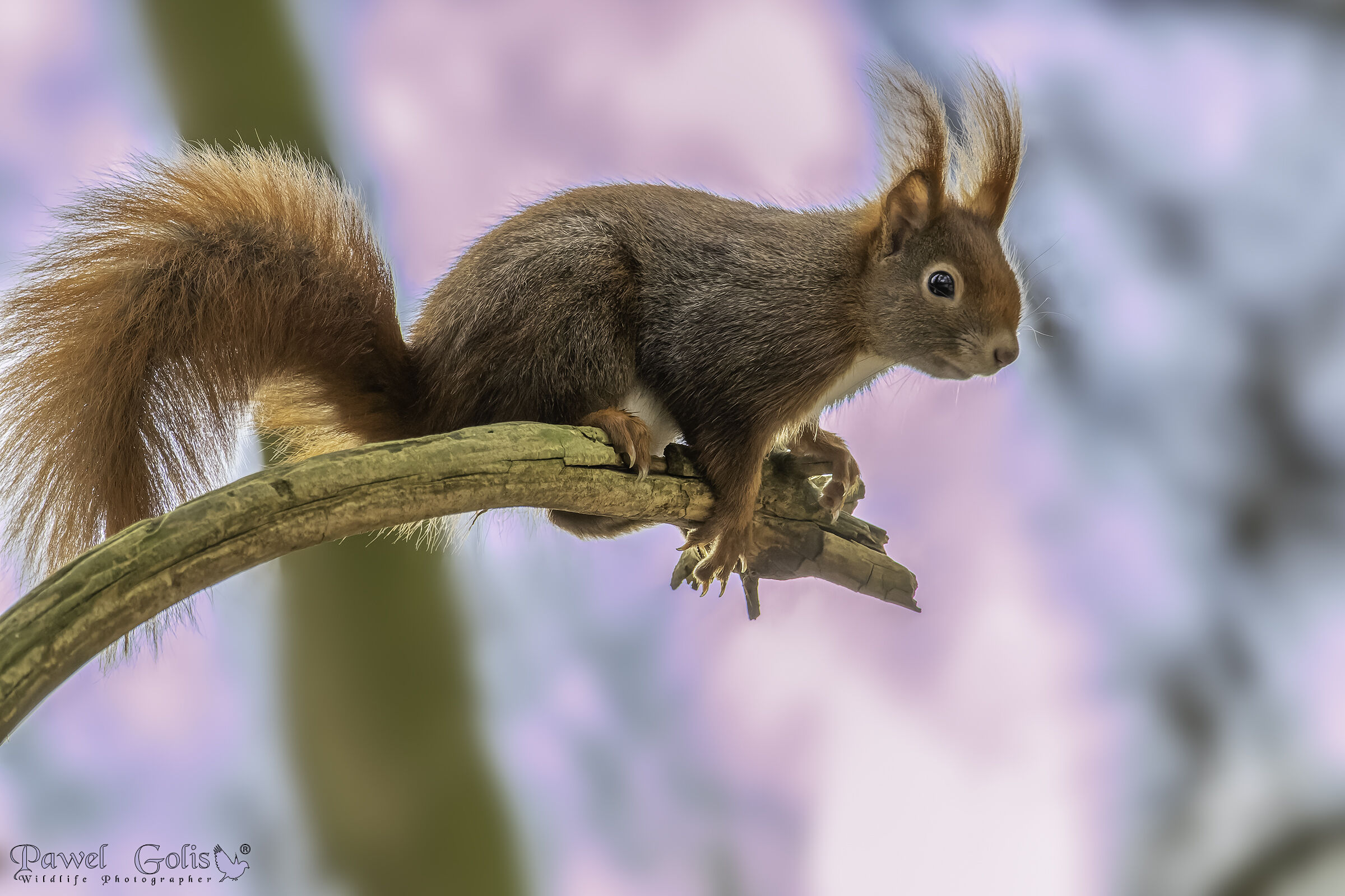 Scoiattolo rosso eurasiatico (Sciurus vulgaris)v2