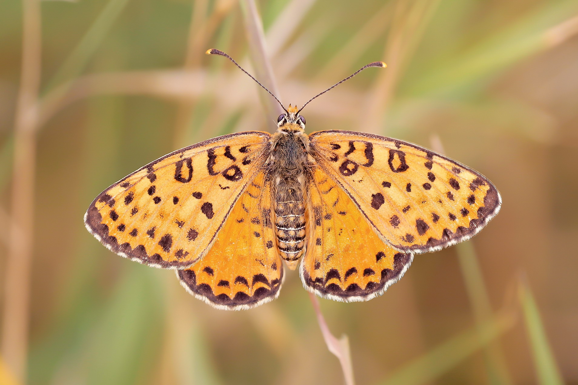 Melitaea didyma