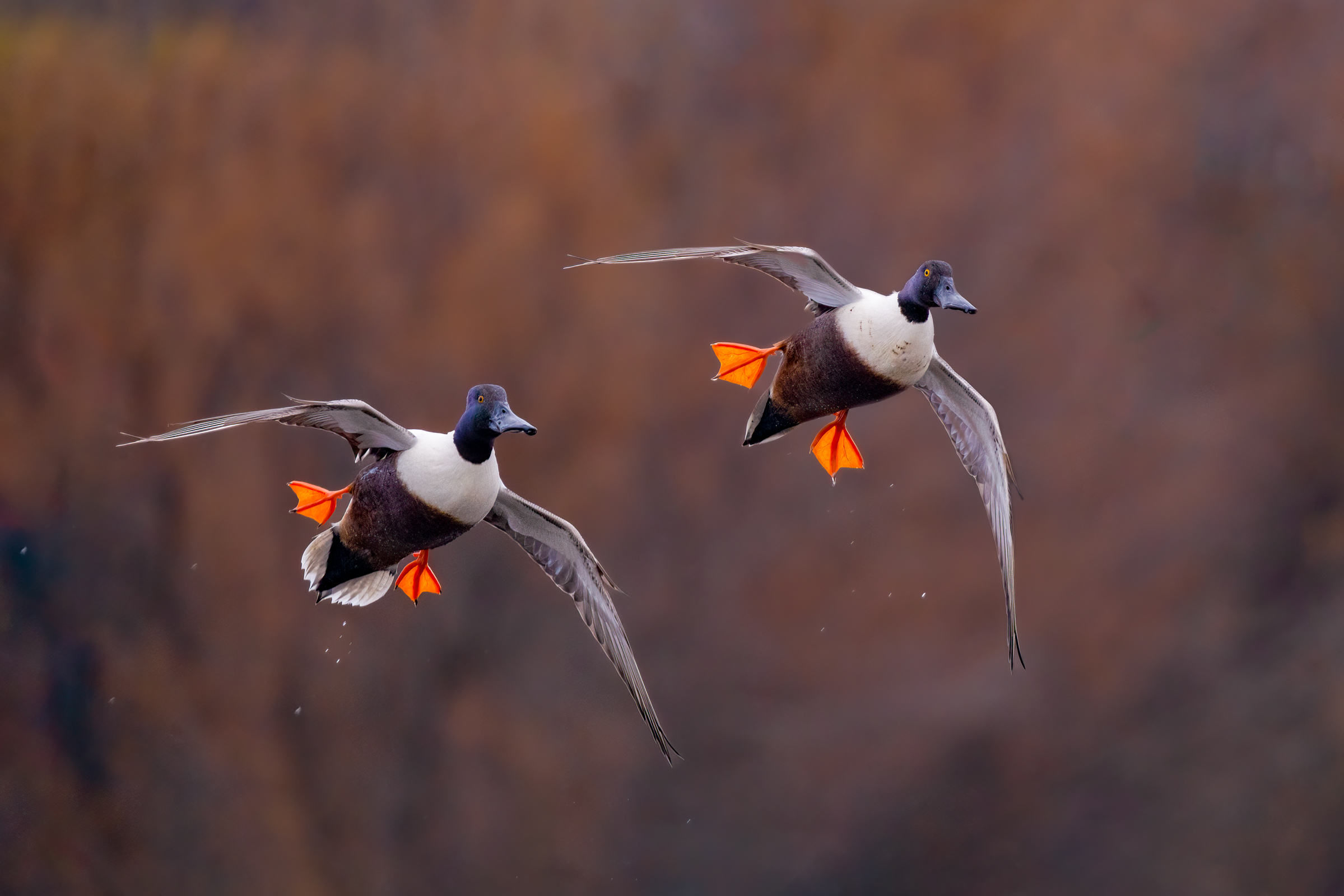 Mestoloni (Anas clypeata)