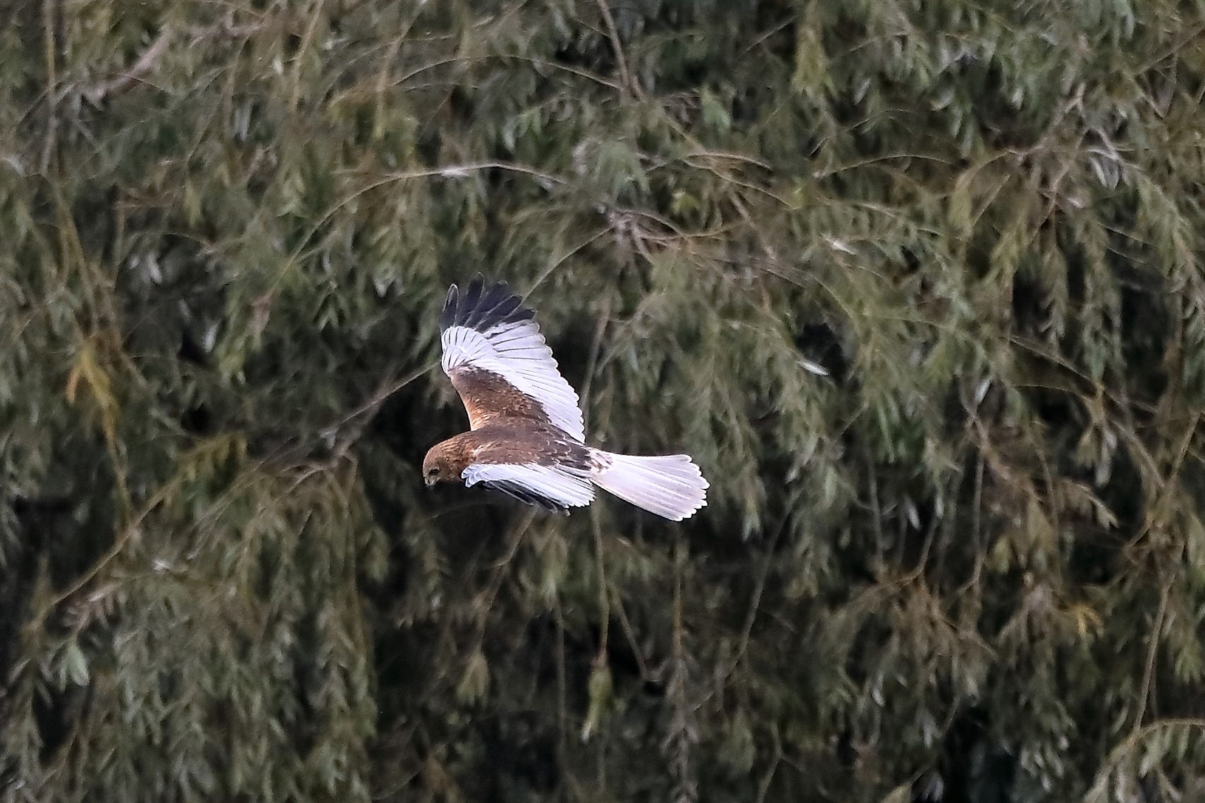 Falco di palude 12-10-2022