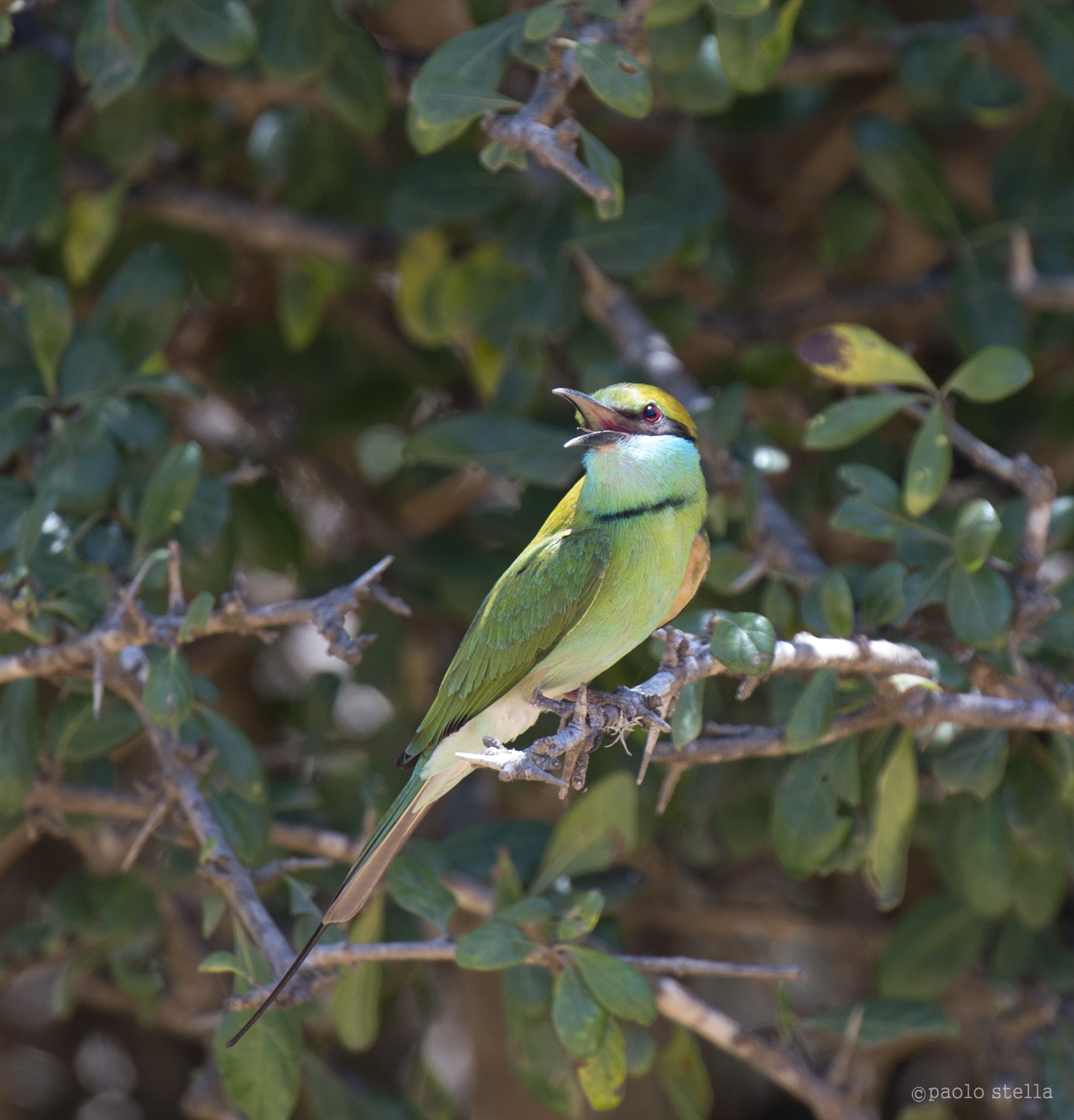 Little Green Bee-eater on a branch singing