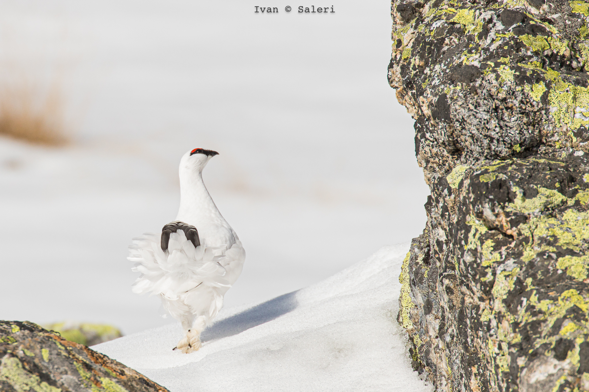 Ptarmigan