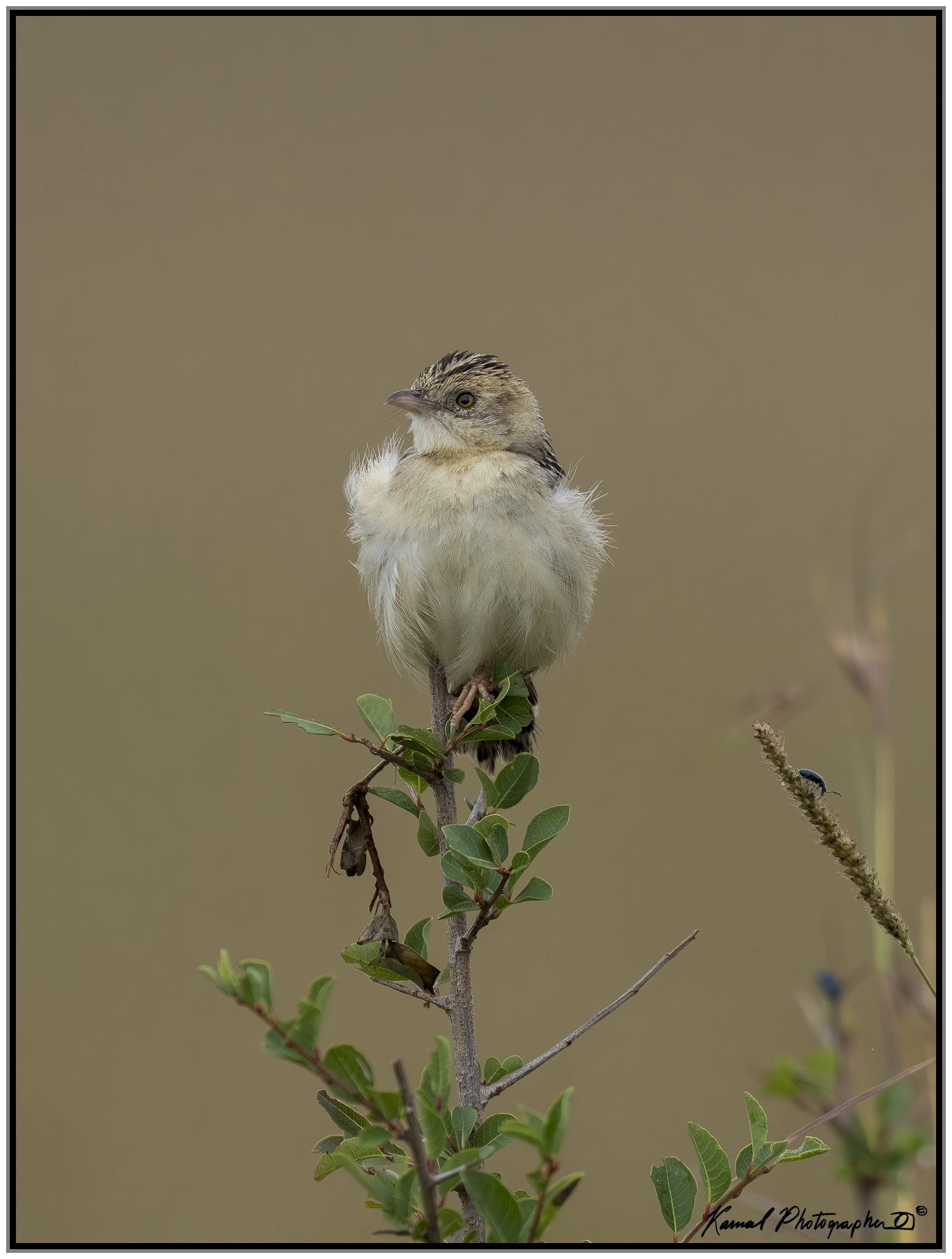 Rufous-naped greenlet