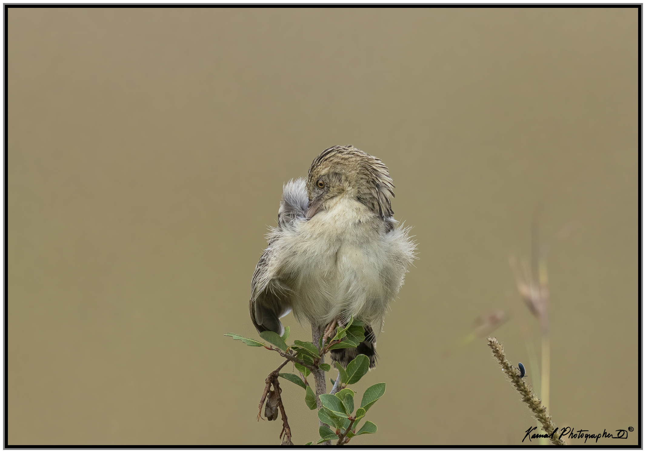 Rufous-naped greenlet