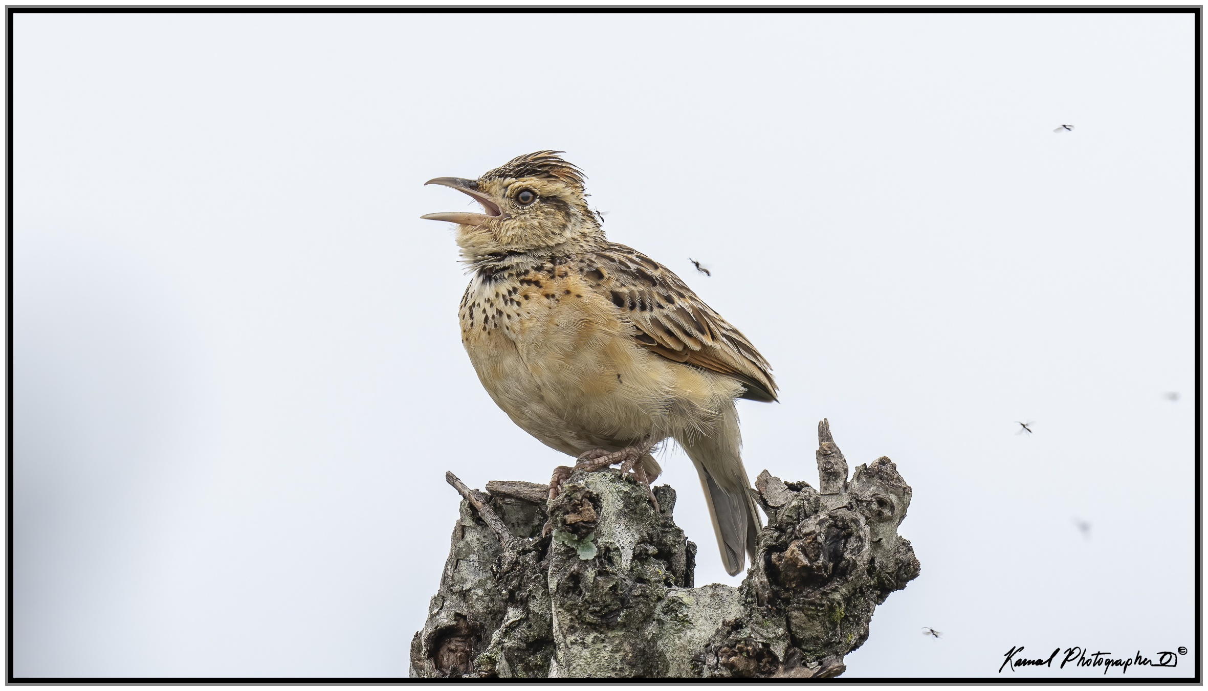 Rufous-naped greenlet
