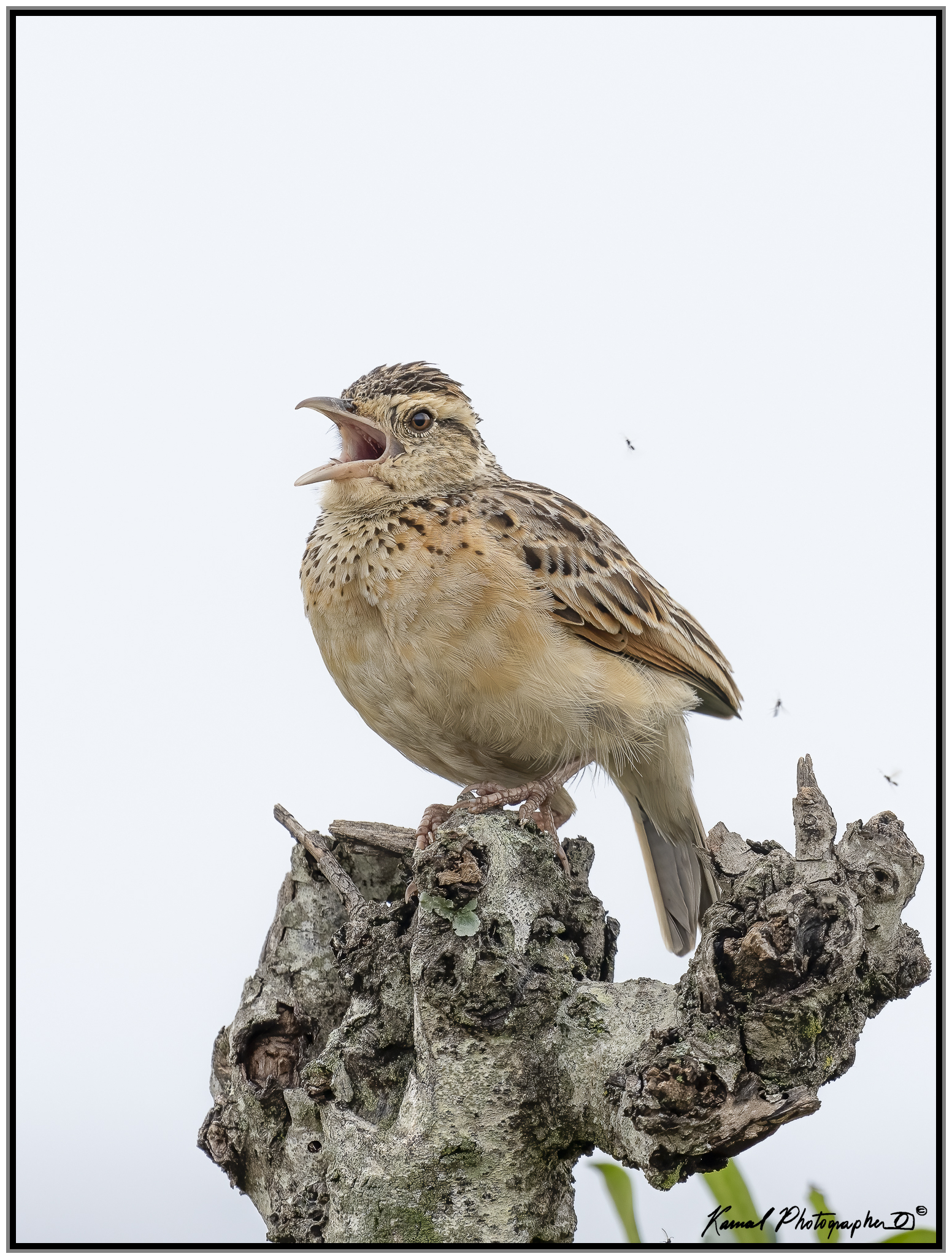 Rufous-naped greenlet