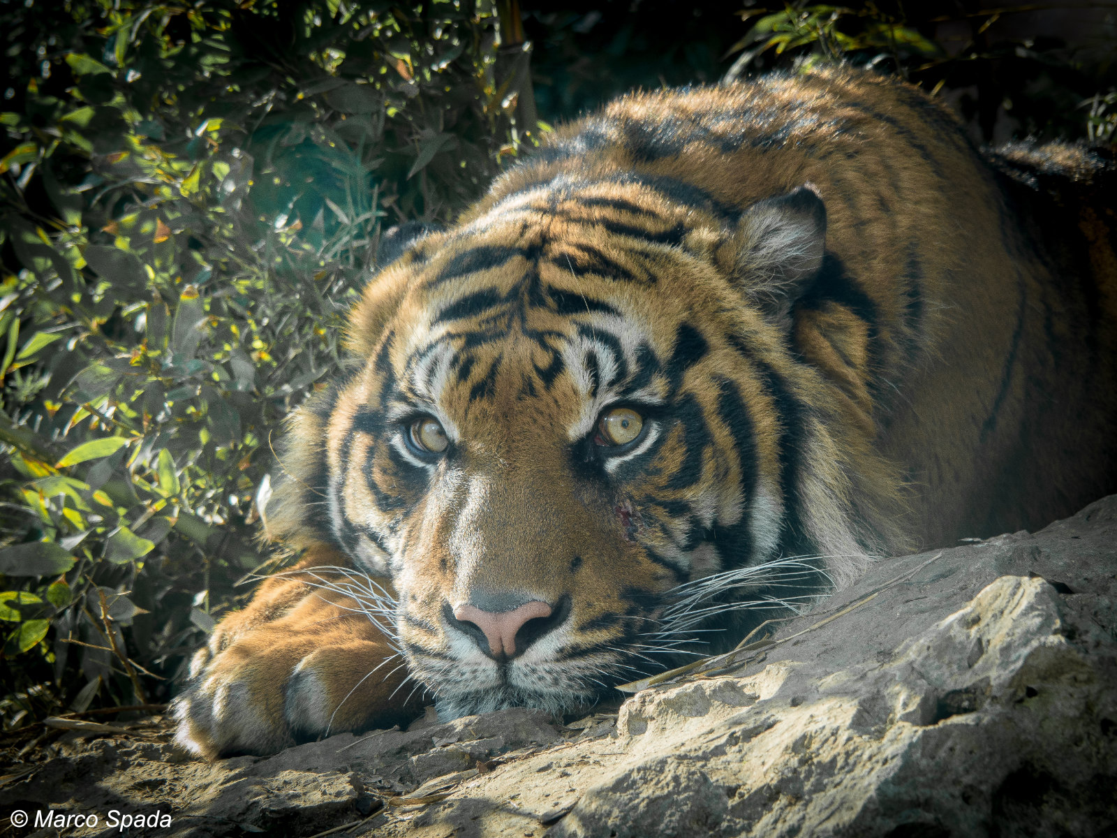 Sumatran tiger