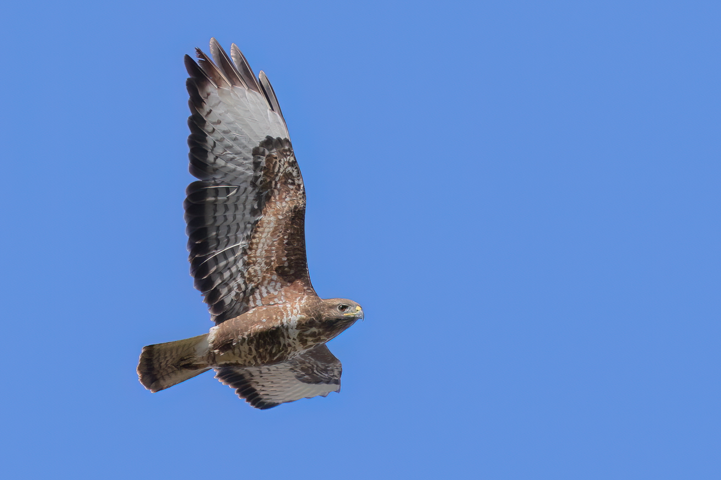 Buzzard