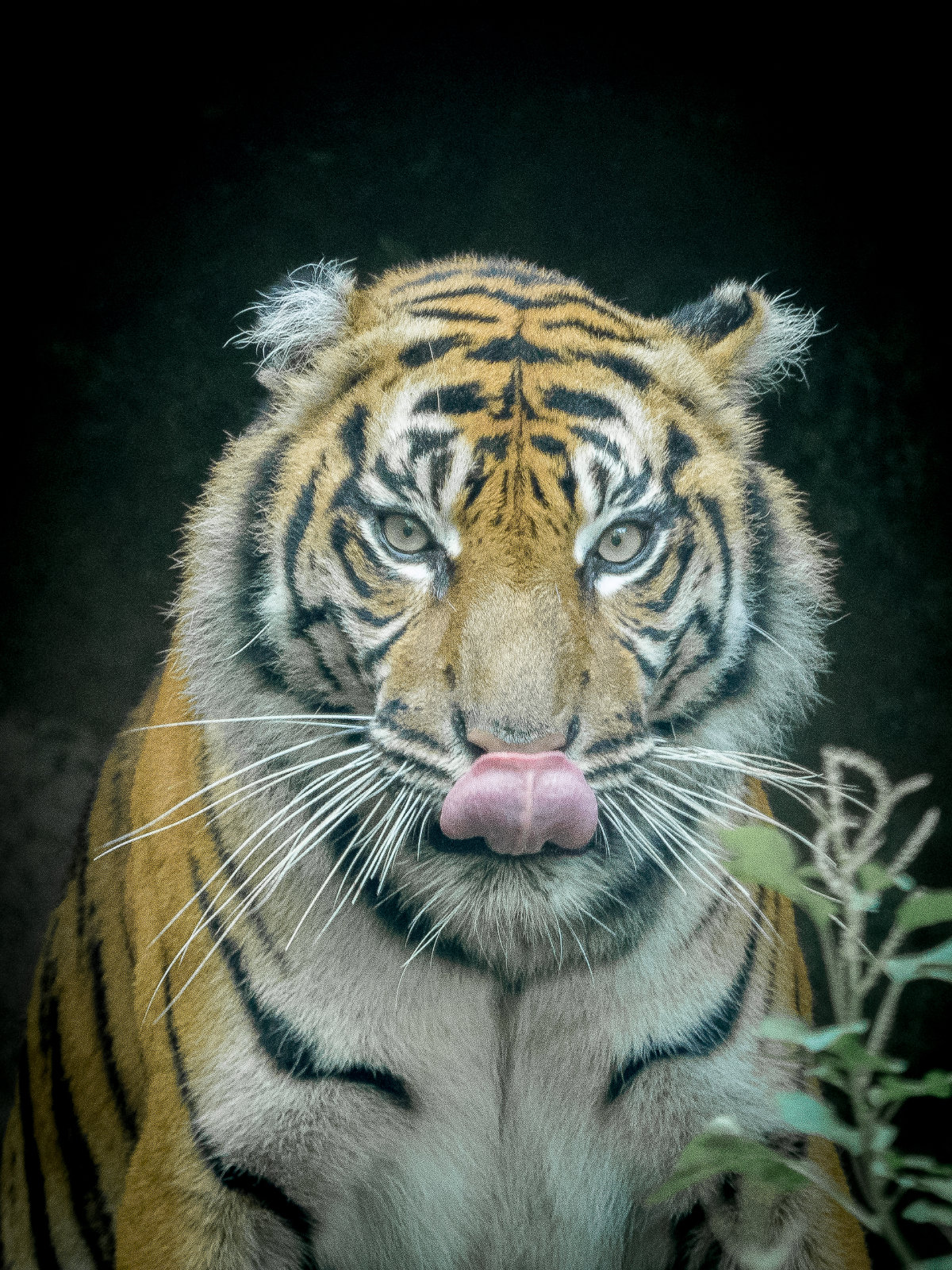 Sumatran tiger