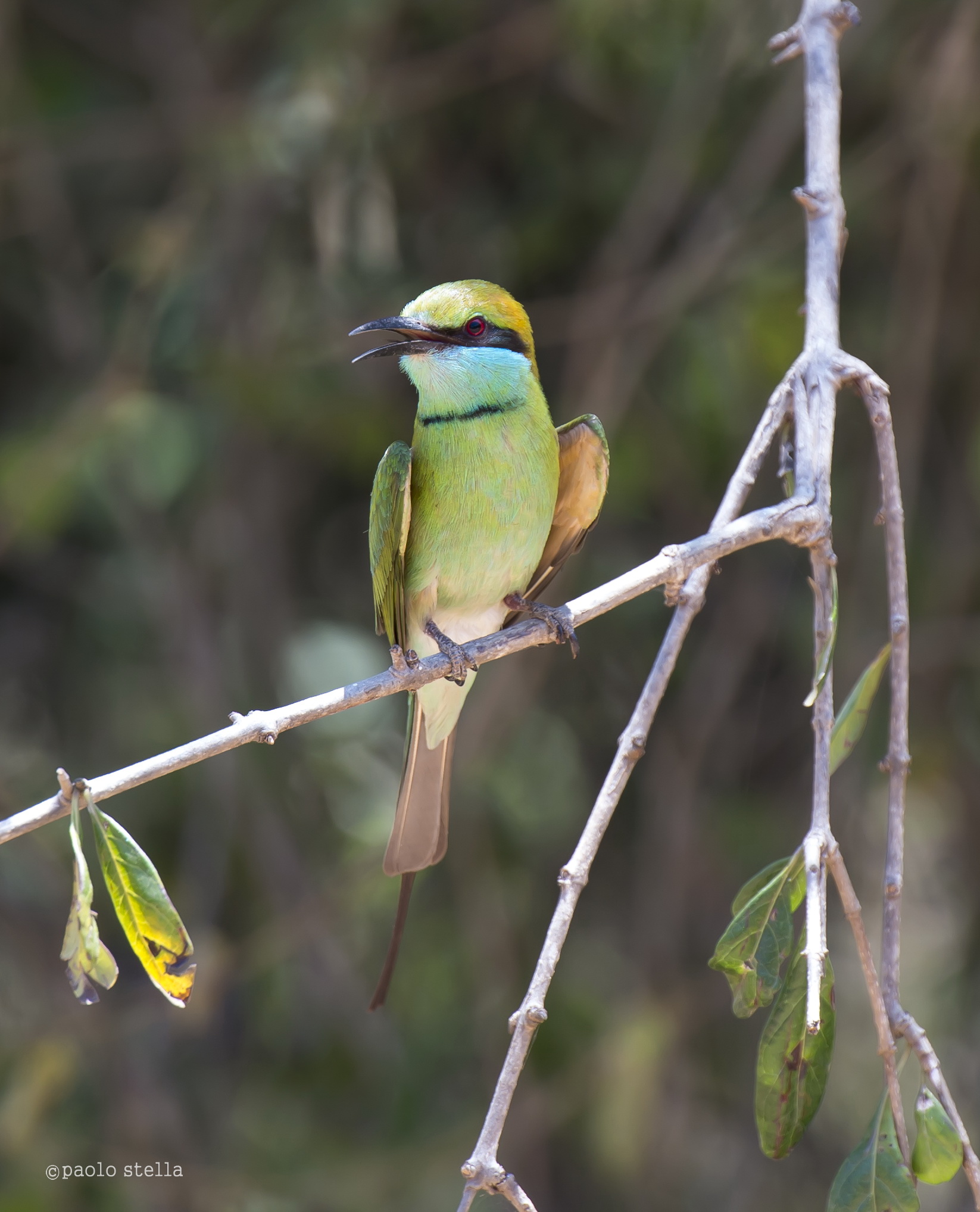 bee-eater