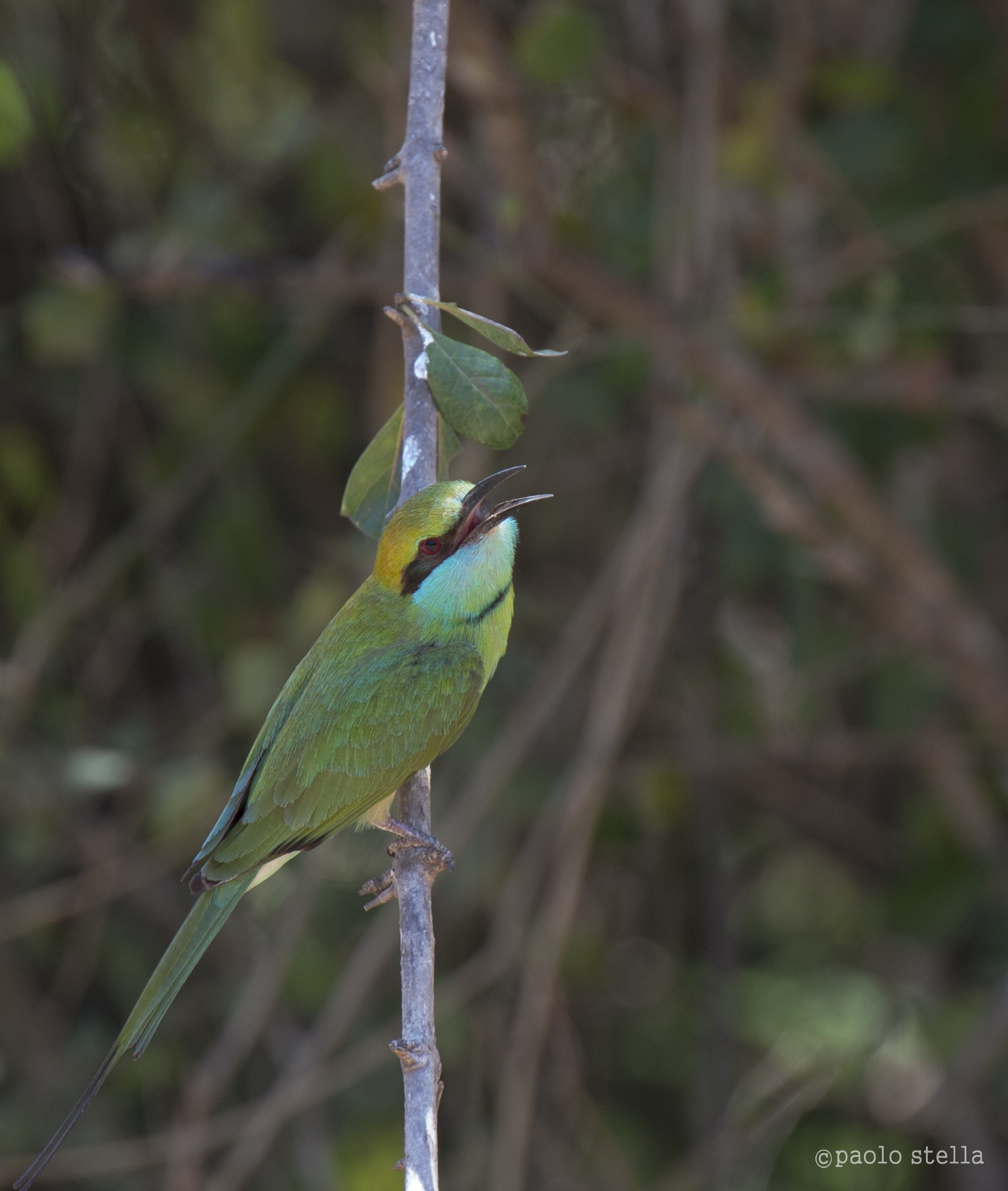 Little Green Bee-eater
