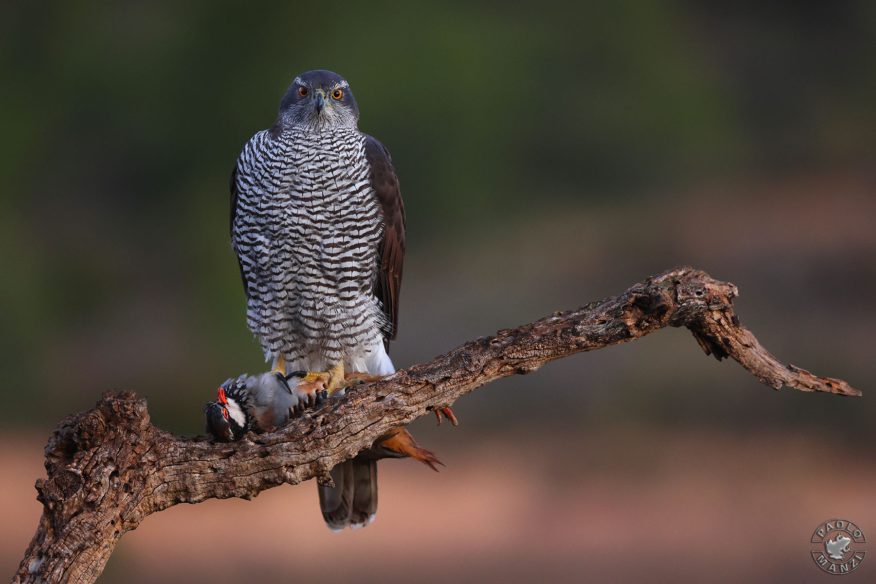 Goshawk