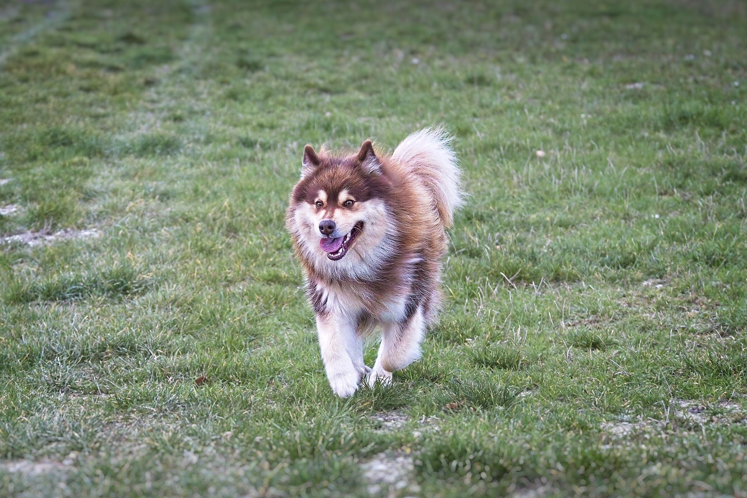 Togo per le strade campestri di Fermignano