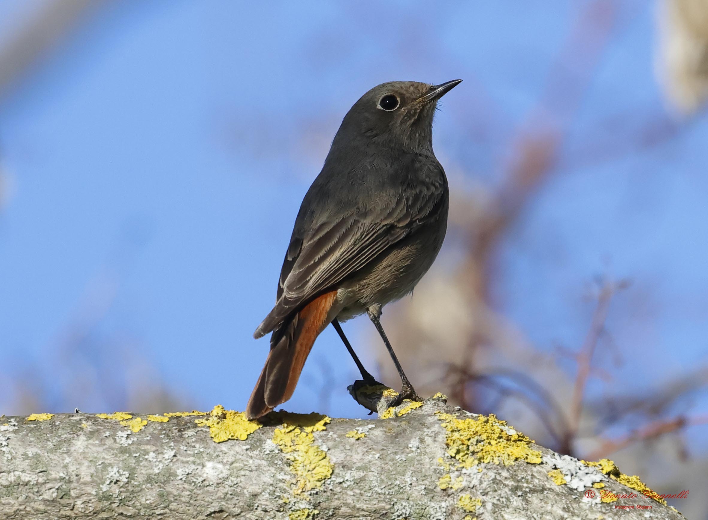 Black redstart