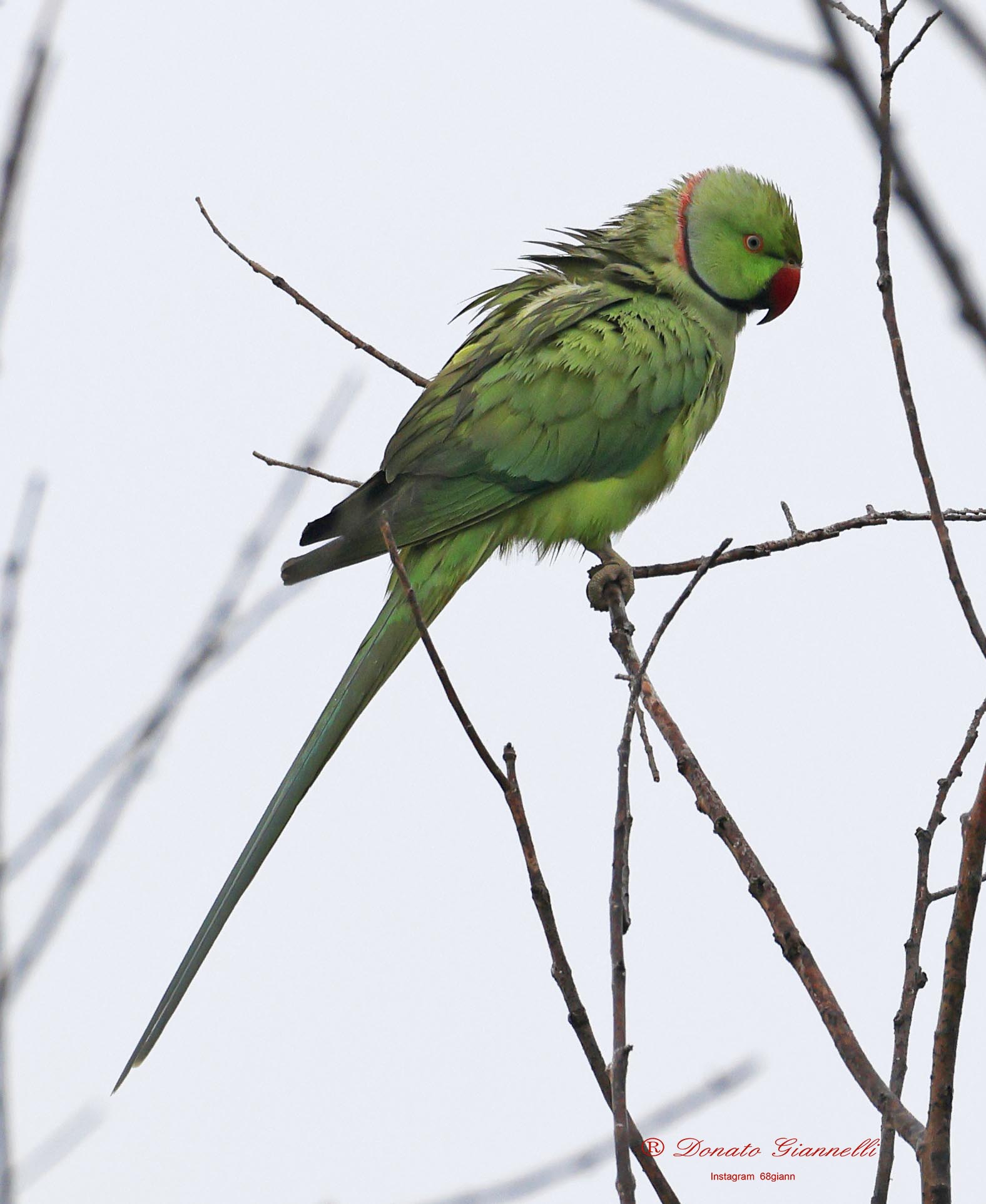 Collared Parakeet