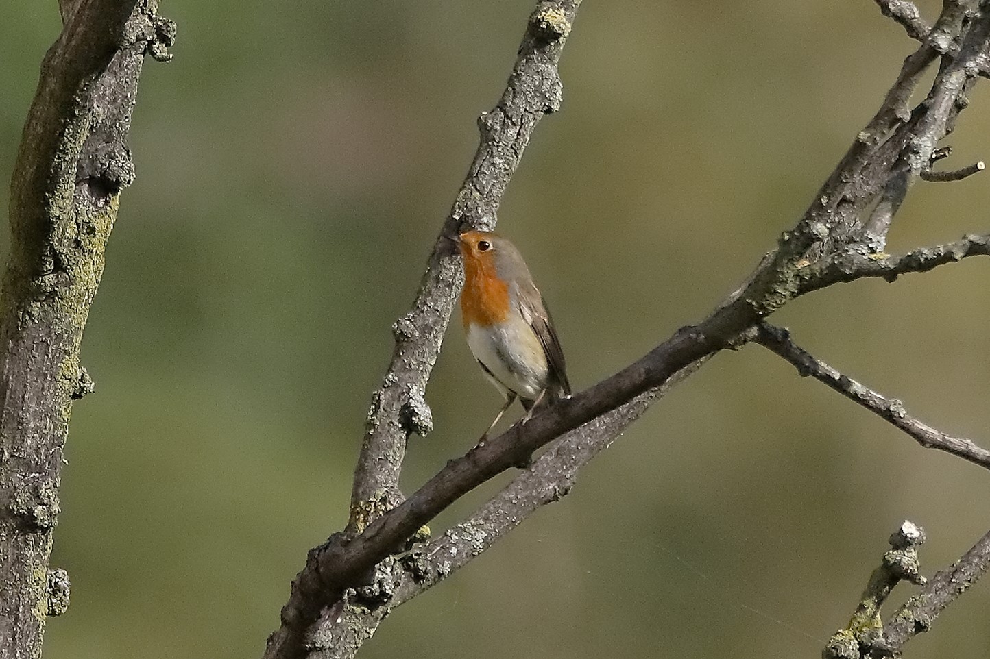 Pettirosso 28 ottobre 2022