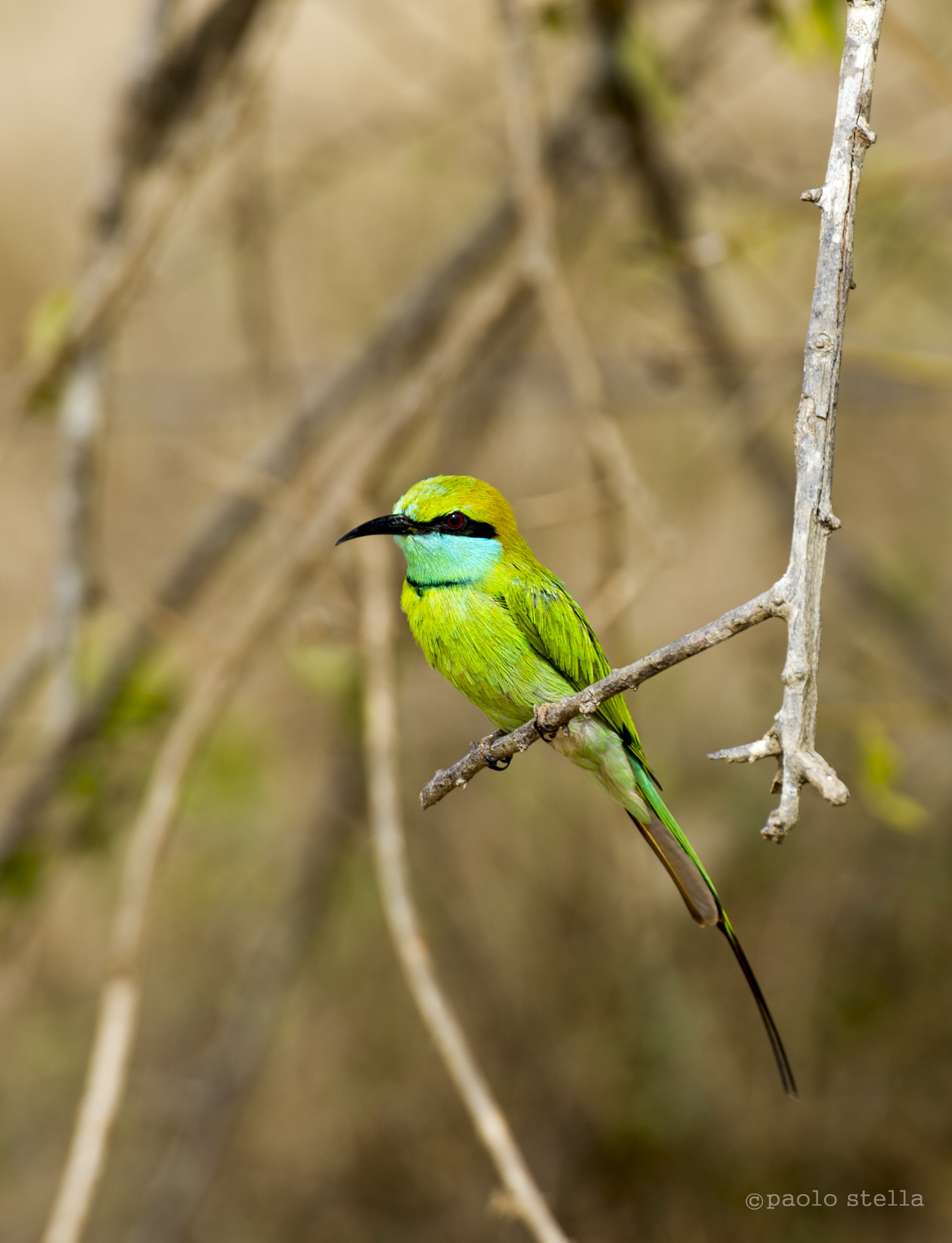 tirri, tirri, tirri ....