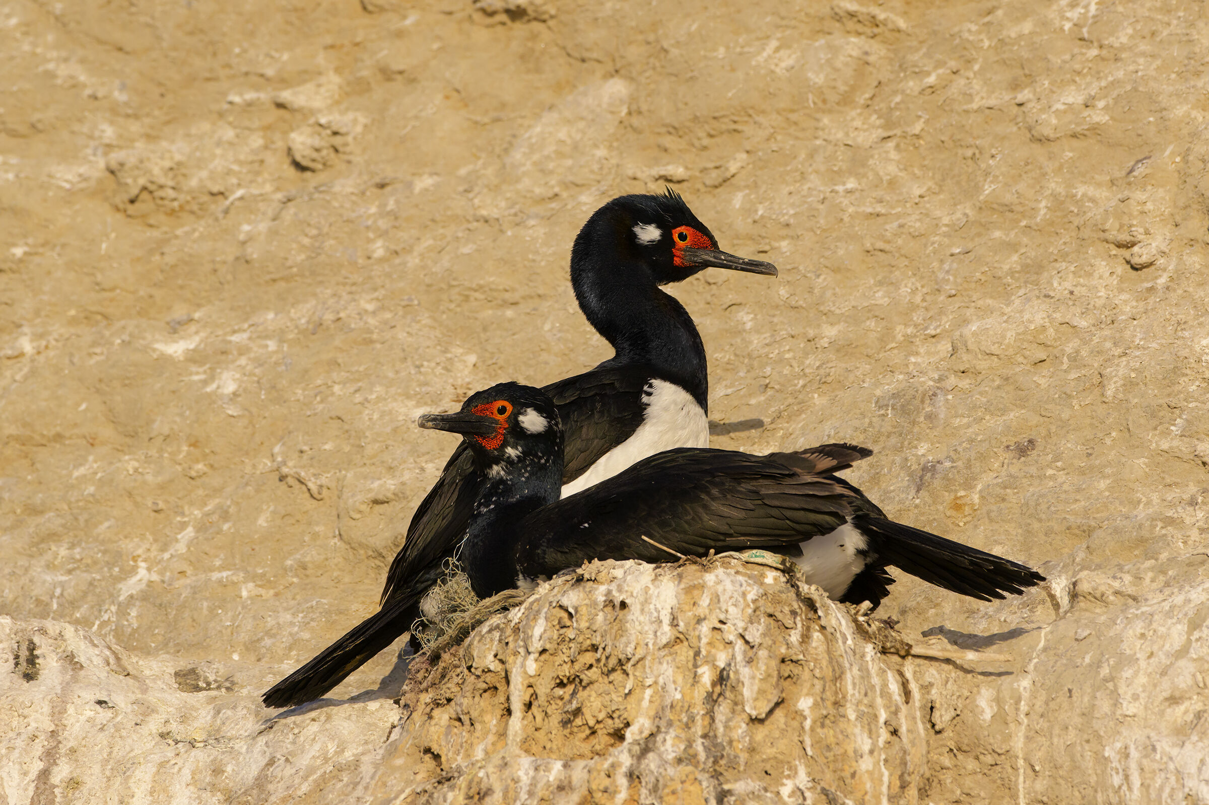 Cormorano di Magellano