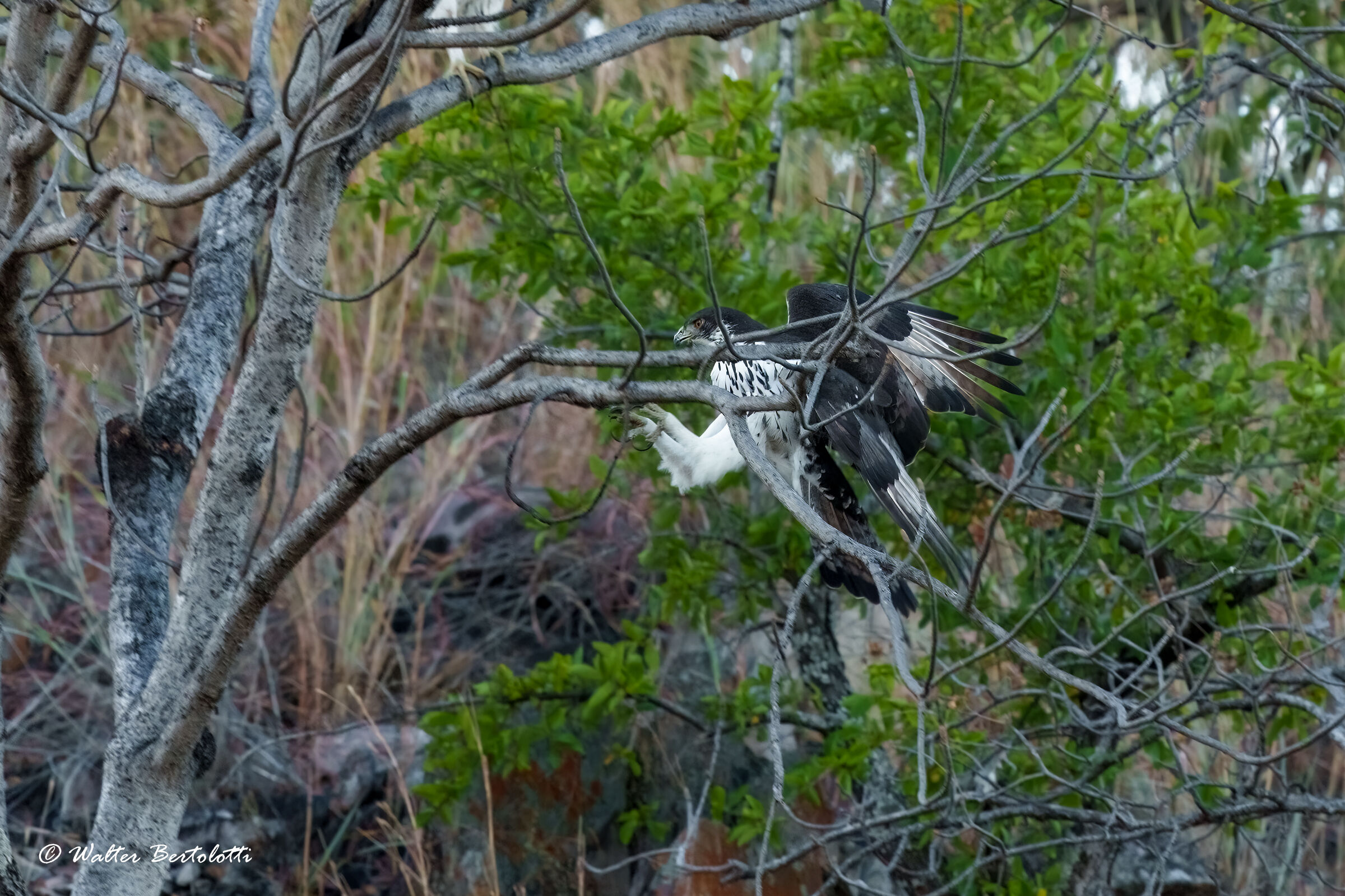 Aquila minore africana