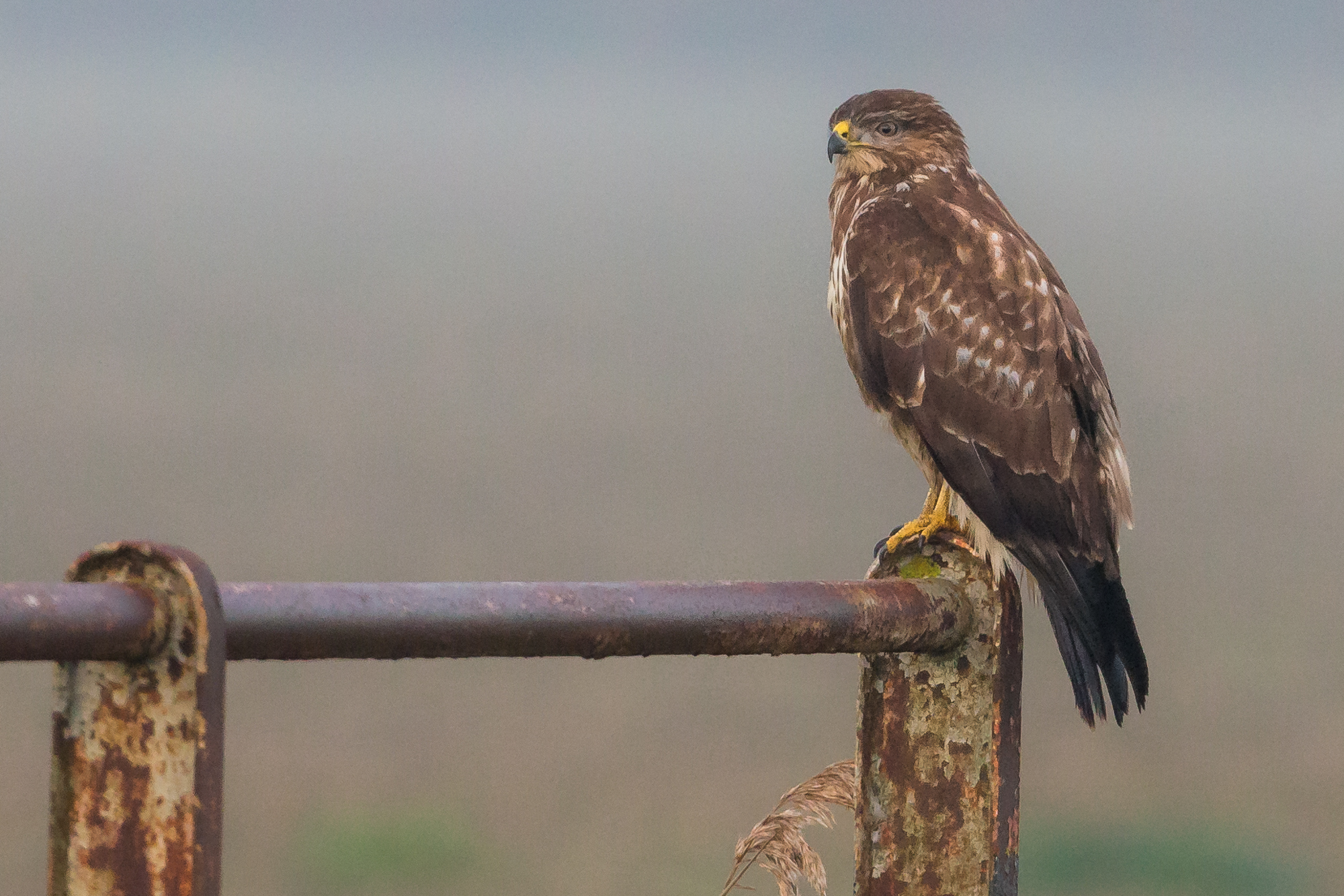 buzzard.