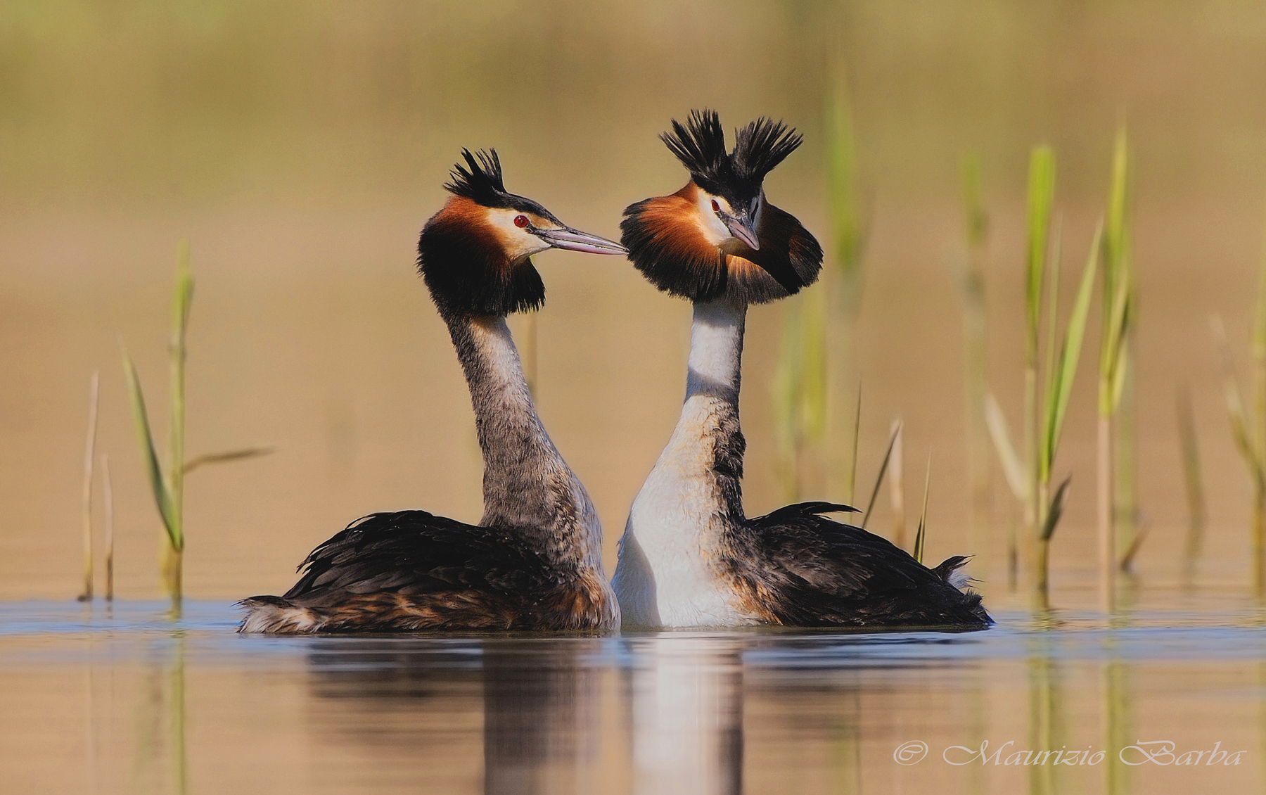 Grebes