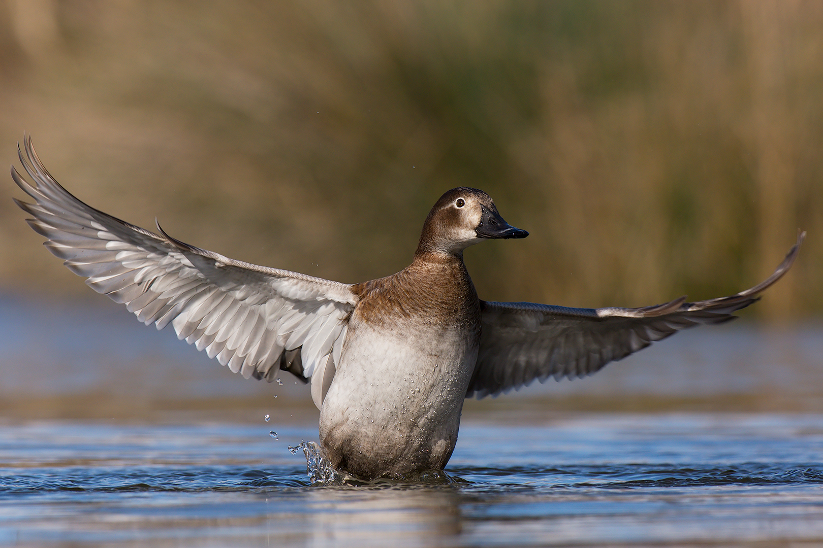 Female pochards