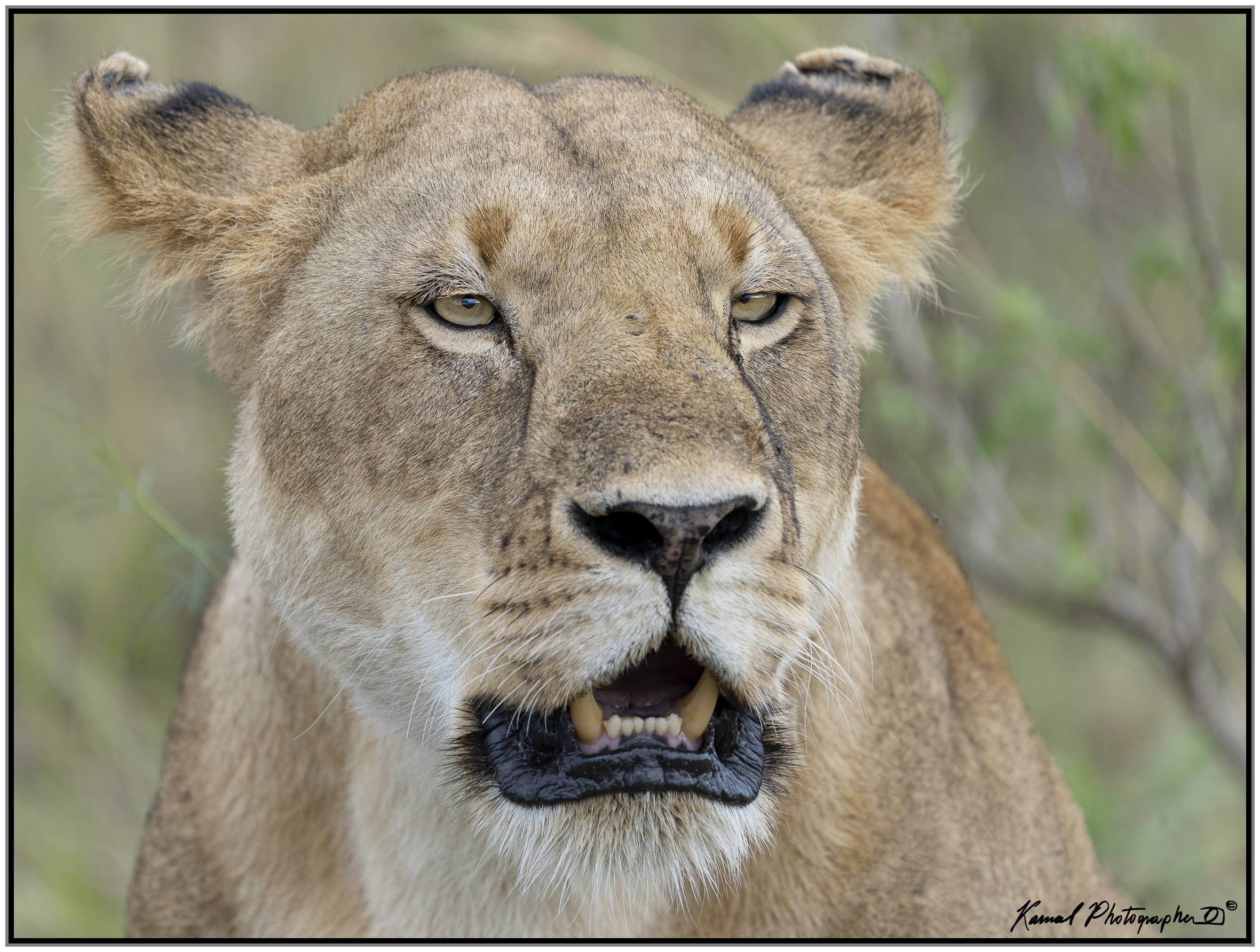 Panthera leo