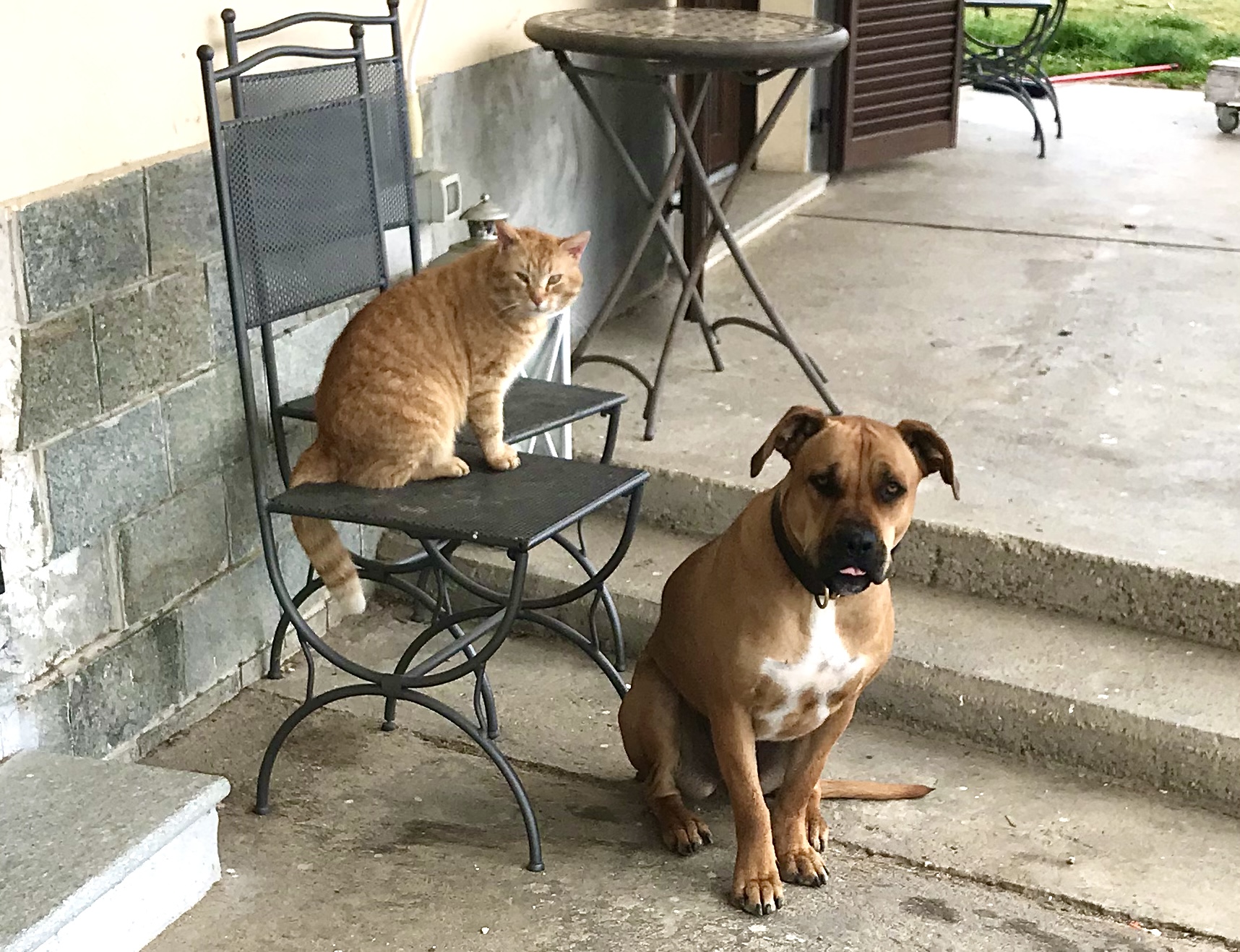 Four-legged "terrorists"...