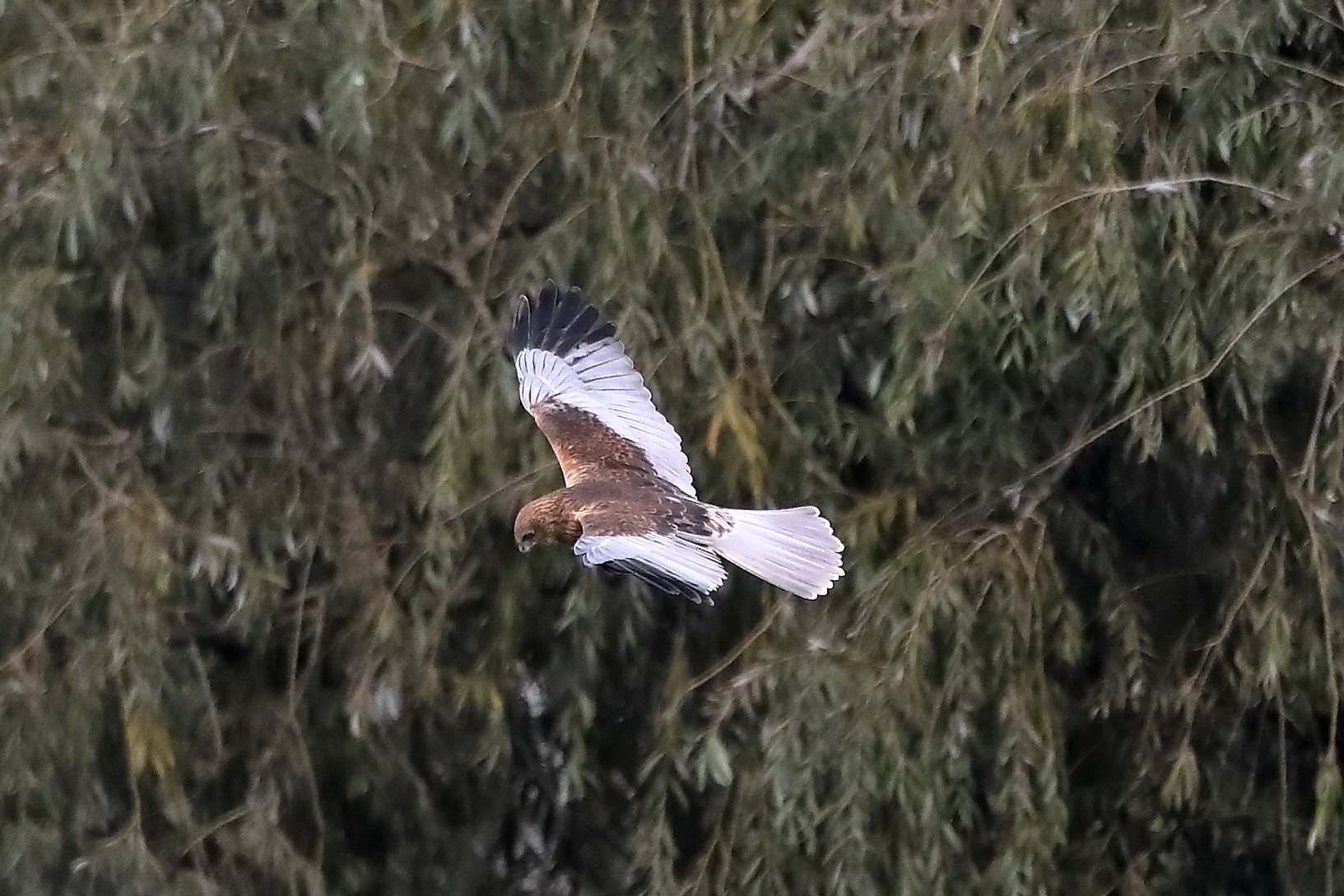 Falco di palude 12-10-2022