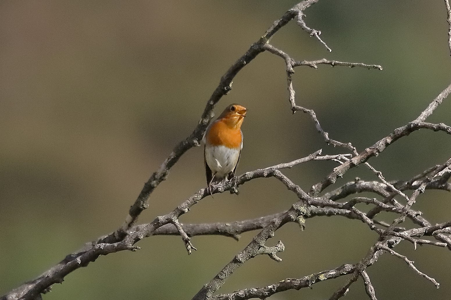 Pettirosso 28 ottobre 2022