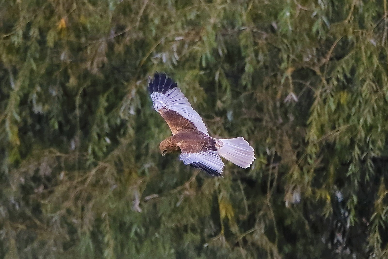 Falco di palude 12-10-2022