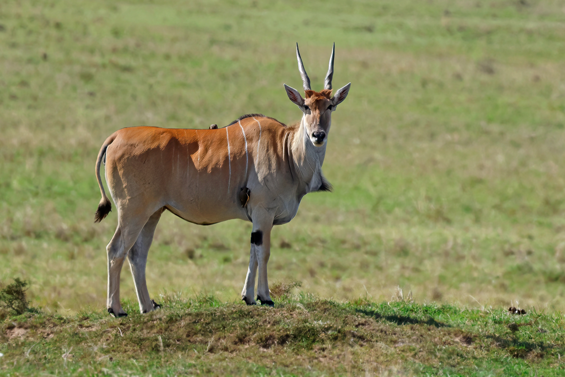 Eland