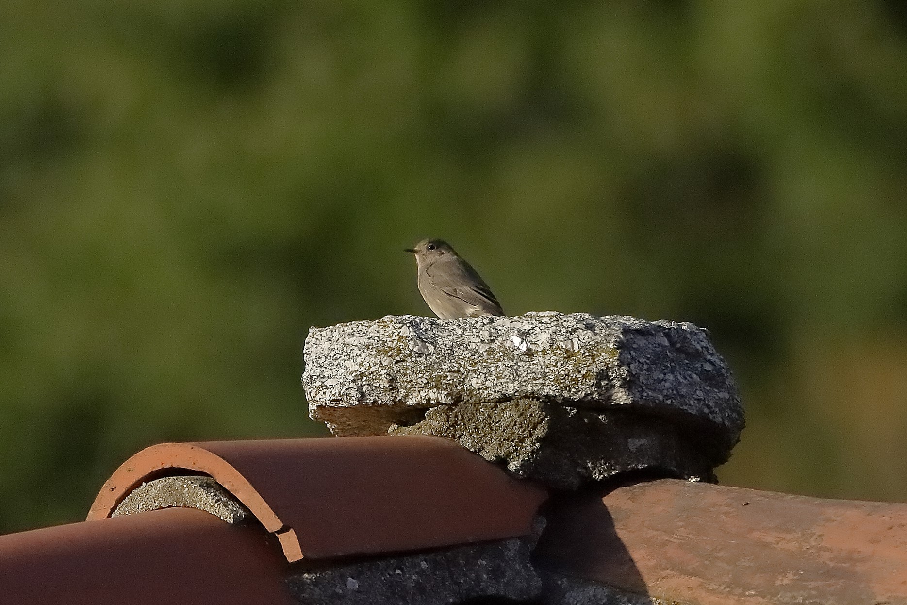 Codirosso sp f 28 ottobre 2022