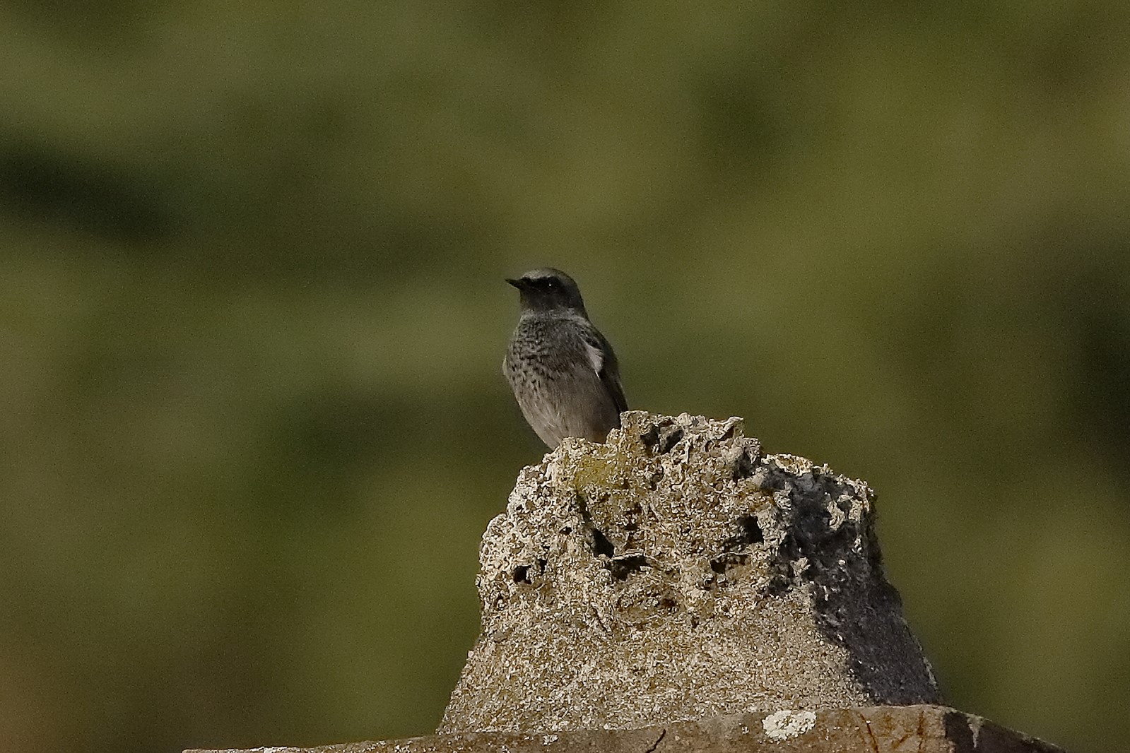 Codirosso sp m 28 ottobre 2022