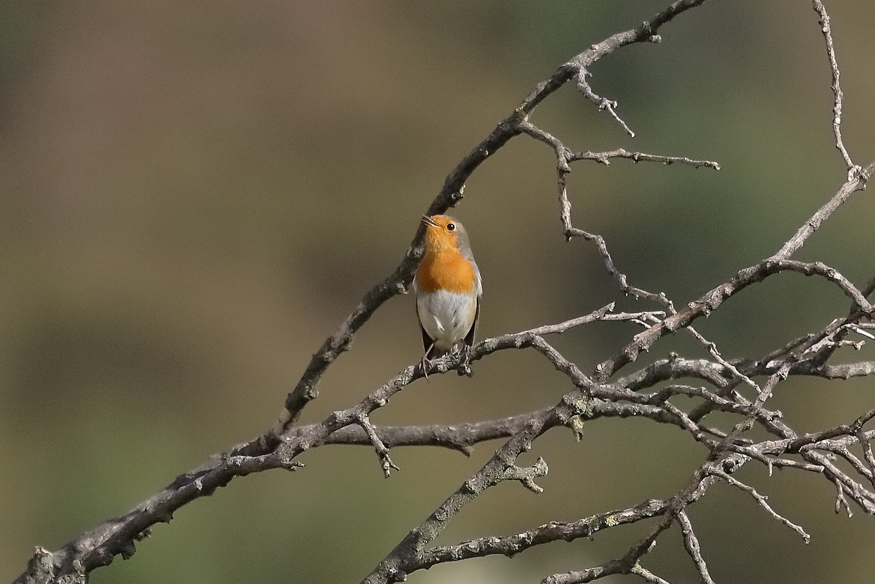 Pettirosso 28 ottobre 2022